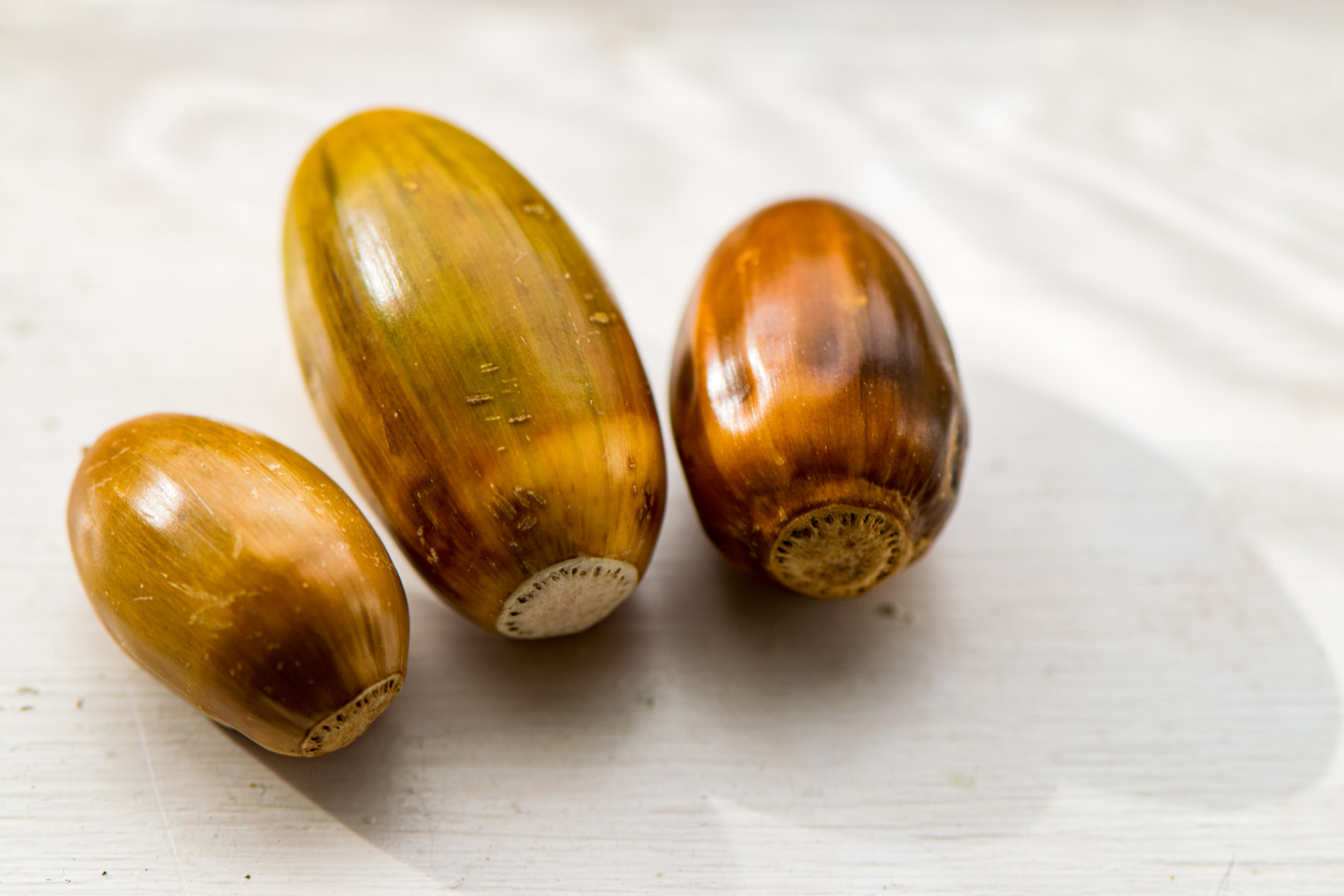 Nikon AF-S Micro-Nikkor 105mm F2.8G IF-ED VR sample photo. 3 acorns photography