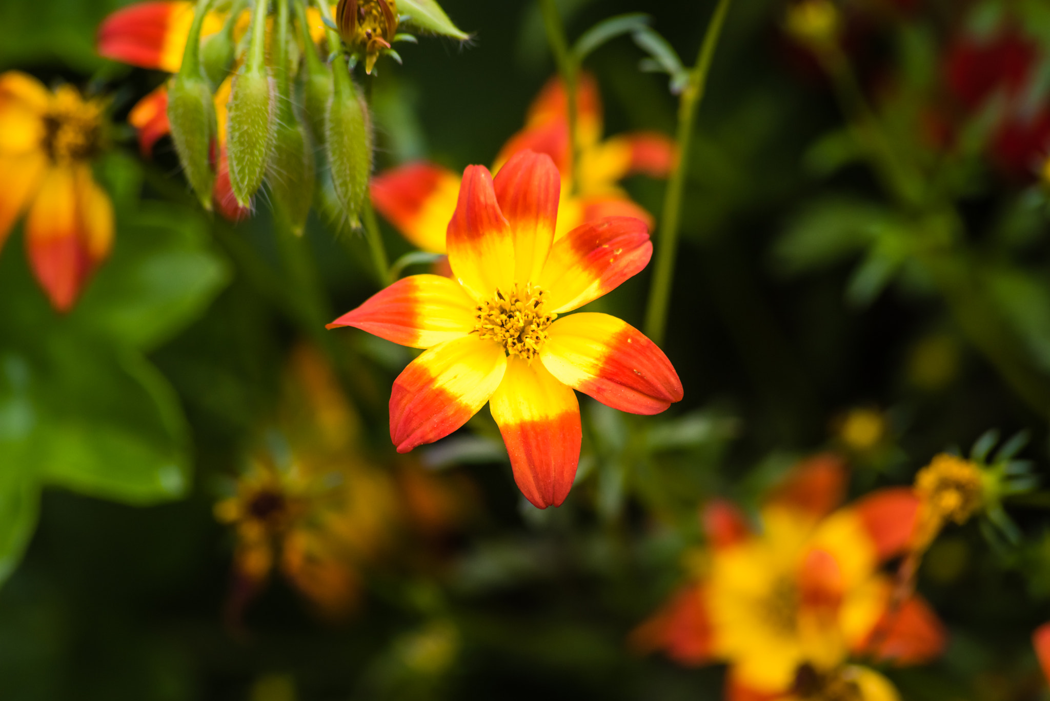 Sigma 70-300mm F4-5.6 APO DG Macro sample photo. Gelbe blume photography