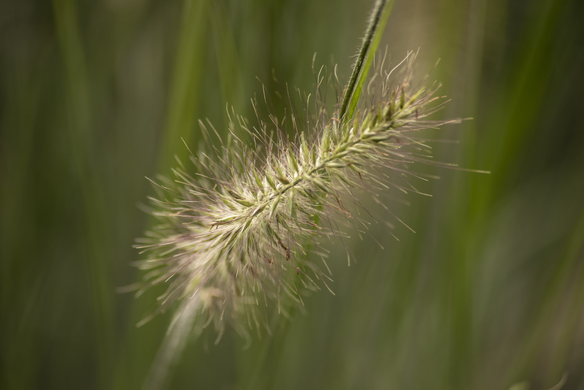 Sigma 70-300mm F4-5.6 APO DG Macro sample photo. Grün photography