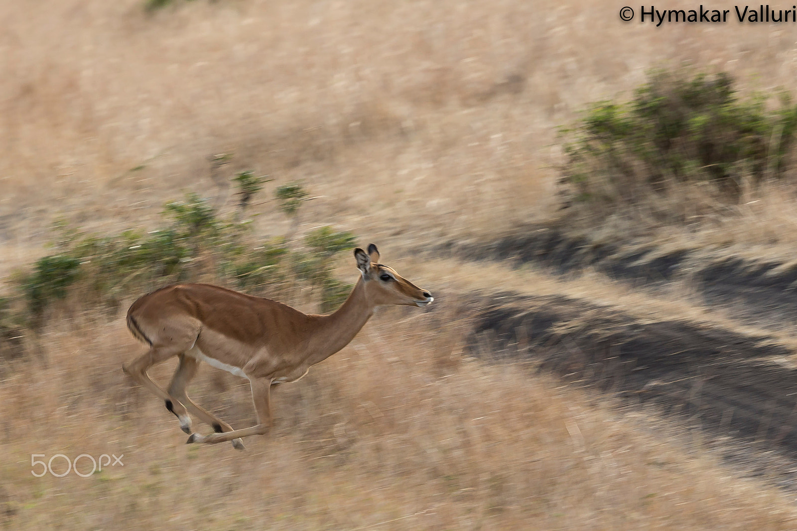Canon EF 500mm F4L IS II USM sample photo. Impala photography