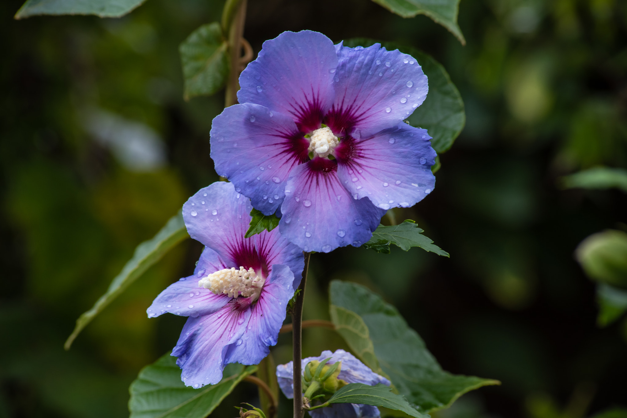 Sigma 70-300mm F4-5.6 APO DG Macro sample photo. Lila blüten photography