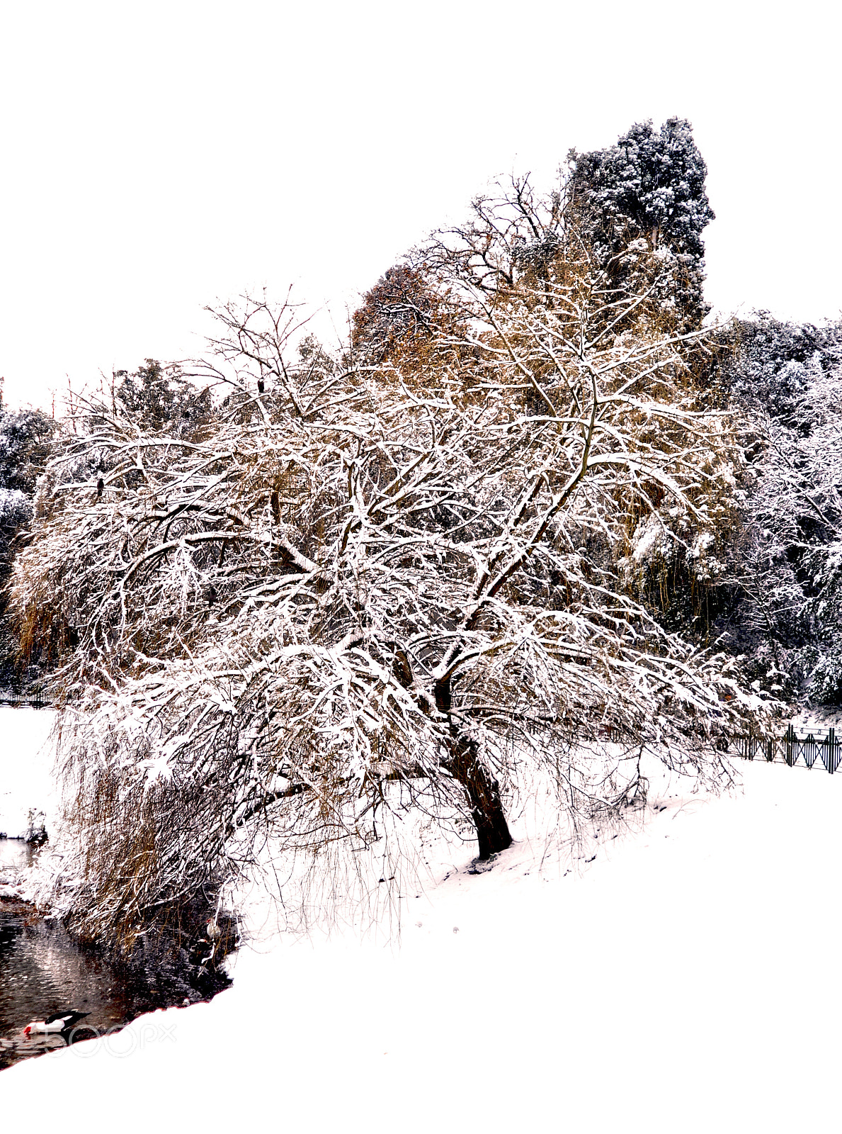 Nikon D90 + AF Zoom-Nikkor 24-120mm f/3.5-5.6D IF sample photo. Inverno photography