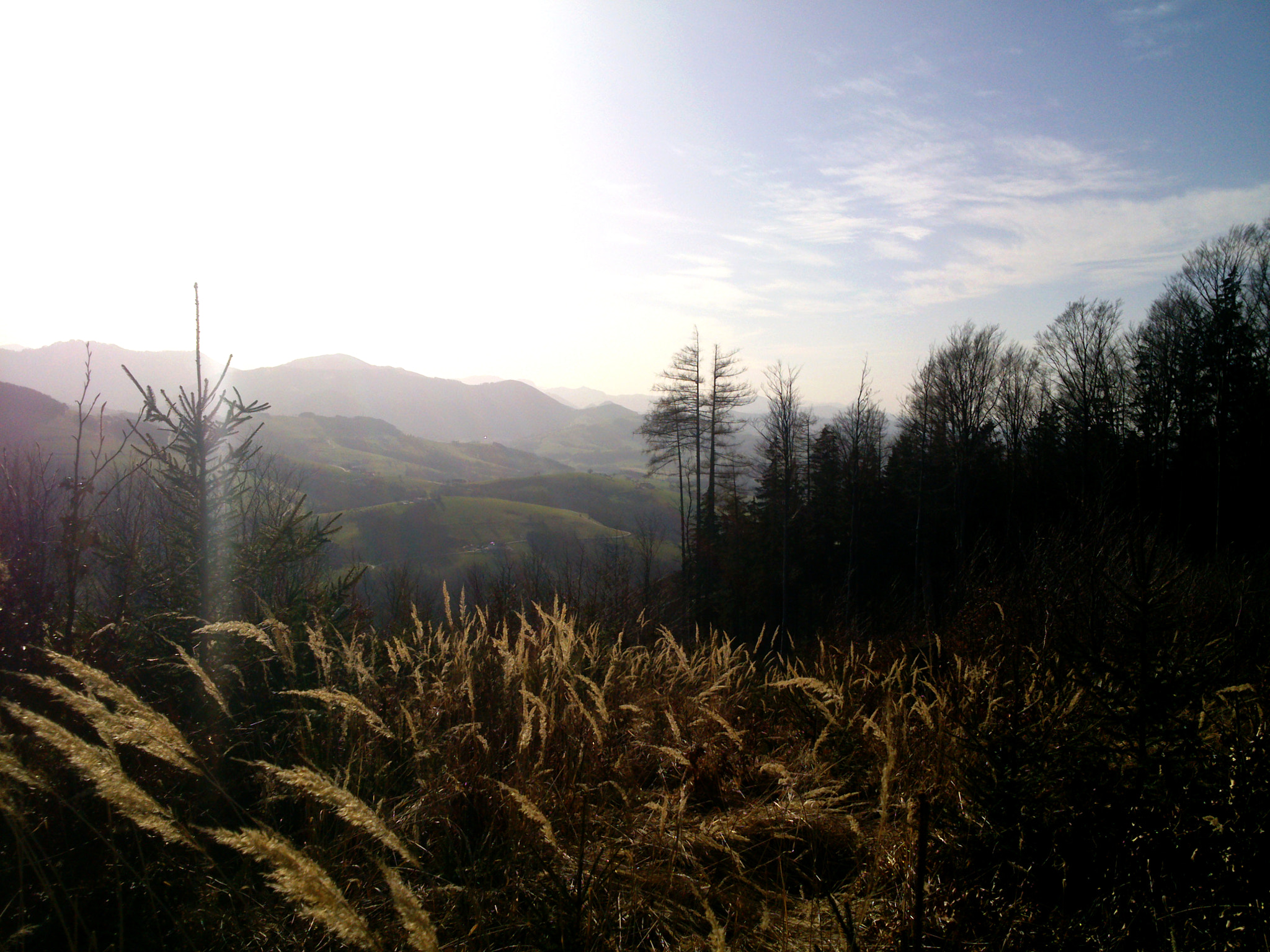 Sony Xperia P sample photo. Grass in the sunset photography