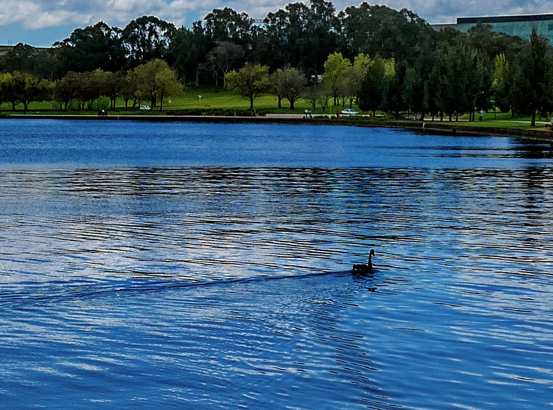 Panasonic DMC-GM1S sample photo. Swan - location:  lake burley griffin, act, australia photography