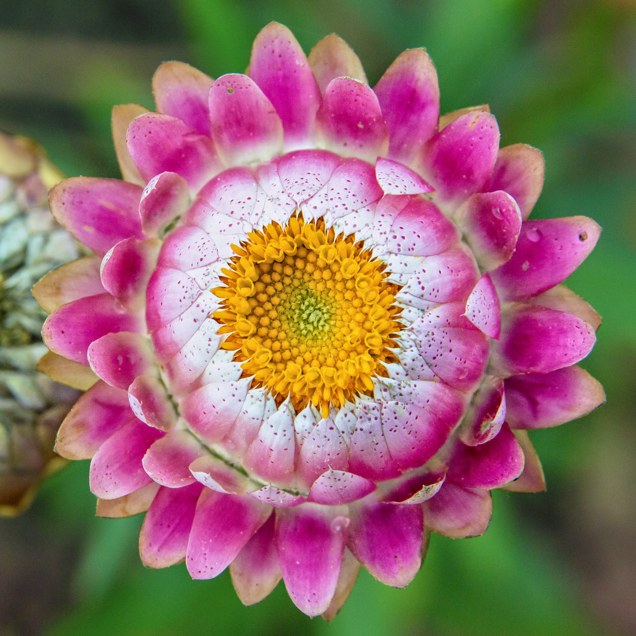 Sigma 17-70mm F2.8-4 DC Macro OS HSM sample photo. Strohblume photography