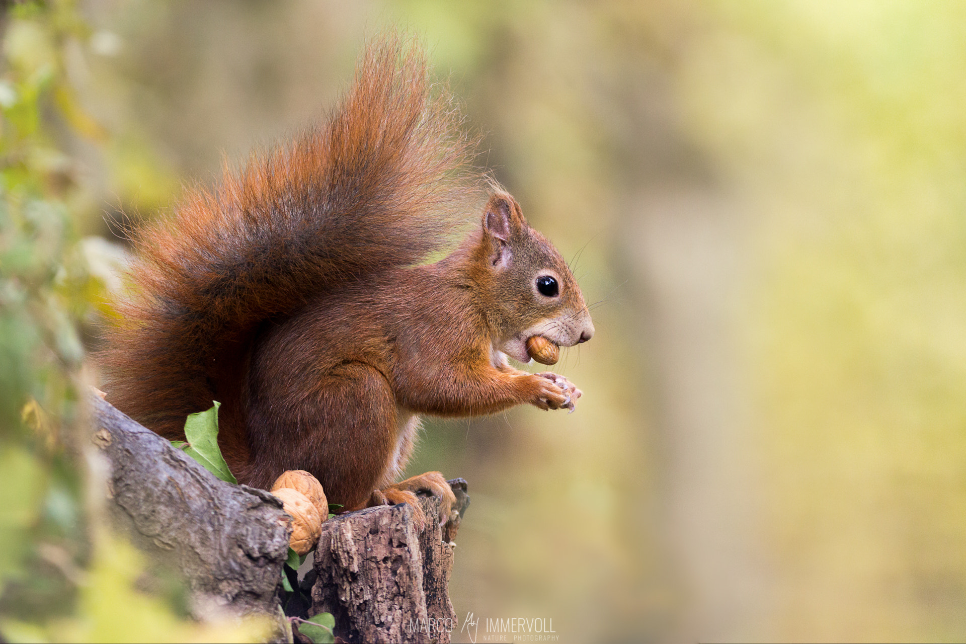 Canon EOS 60D sample photo. Squirrel in autumn photography