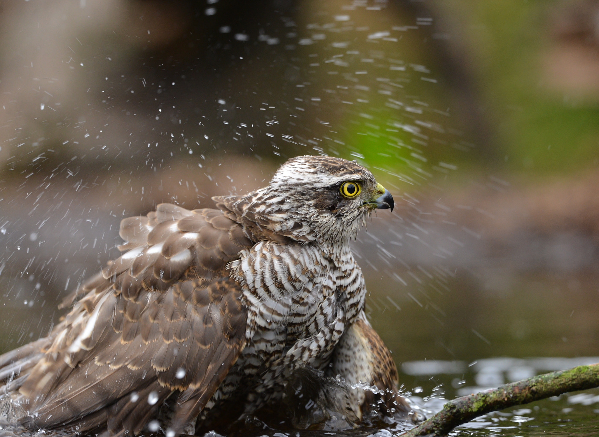 Nikon D600 + Nikon AF-S Nikkor 500mm F4G ED VR sample photo. Spetterende sperwer photography