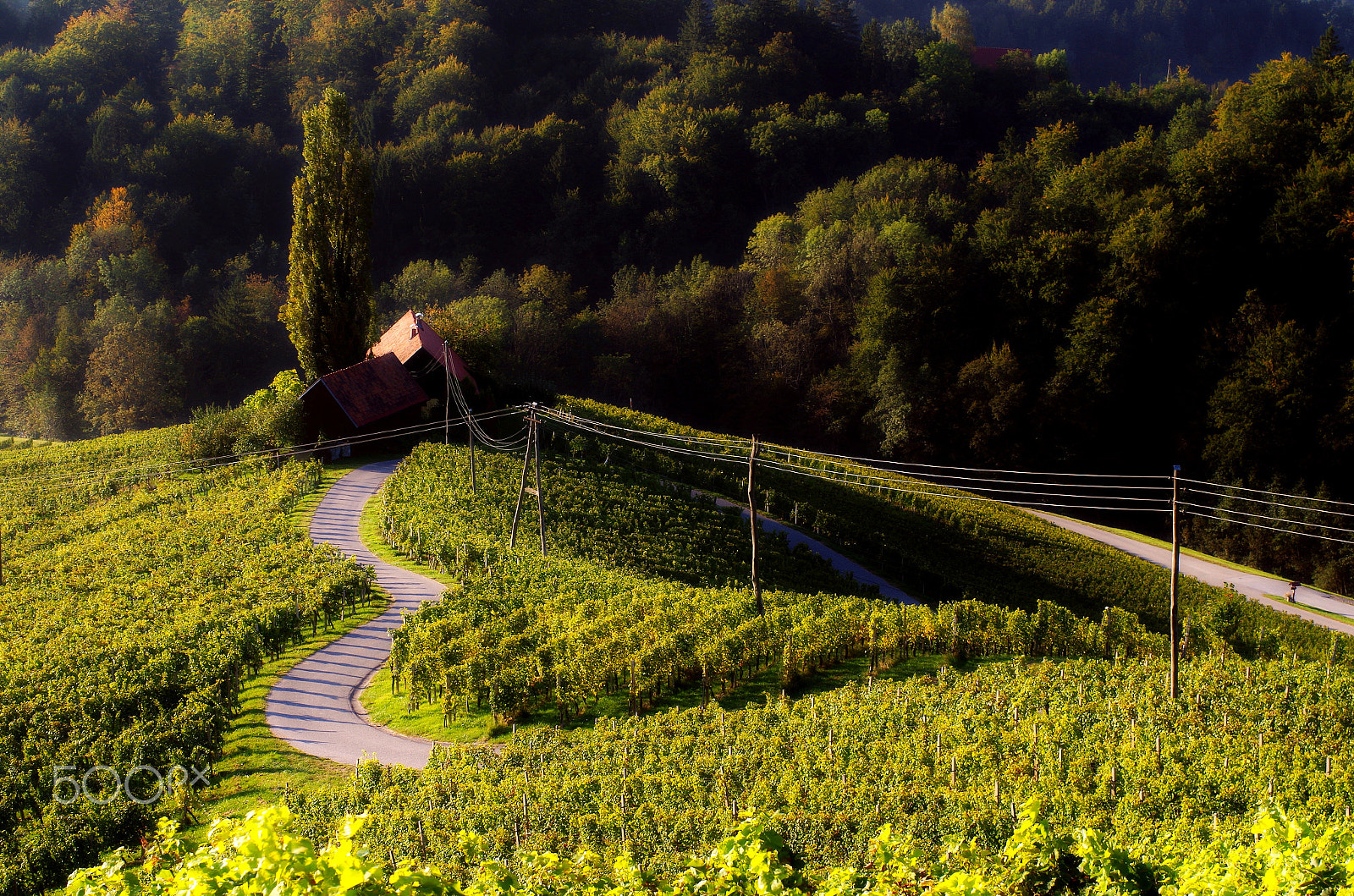 Pentax K-50 + Pentax smc FA 50mm F1.4 sample photo. Heart among vineyards 2 photography