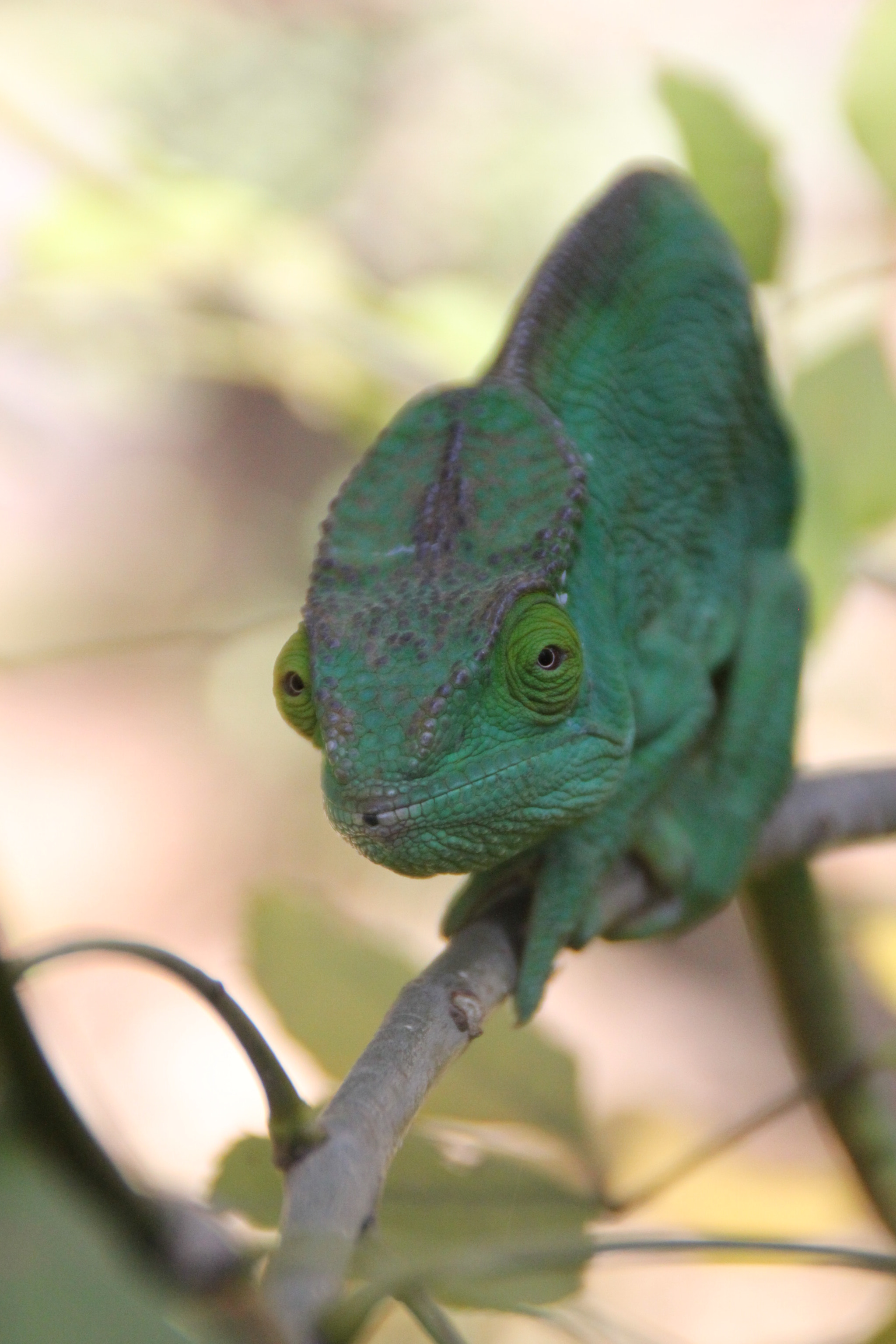 Canon EOS 500D (EOS Rebel T1i / EOS Kiss X3) sample photo. Madagascar 2016 photography