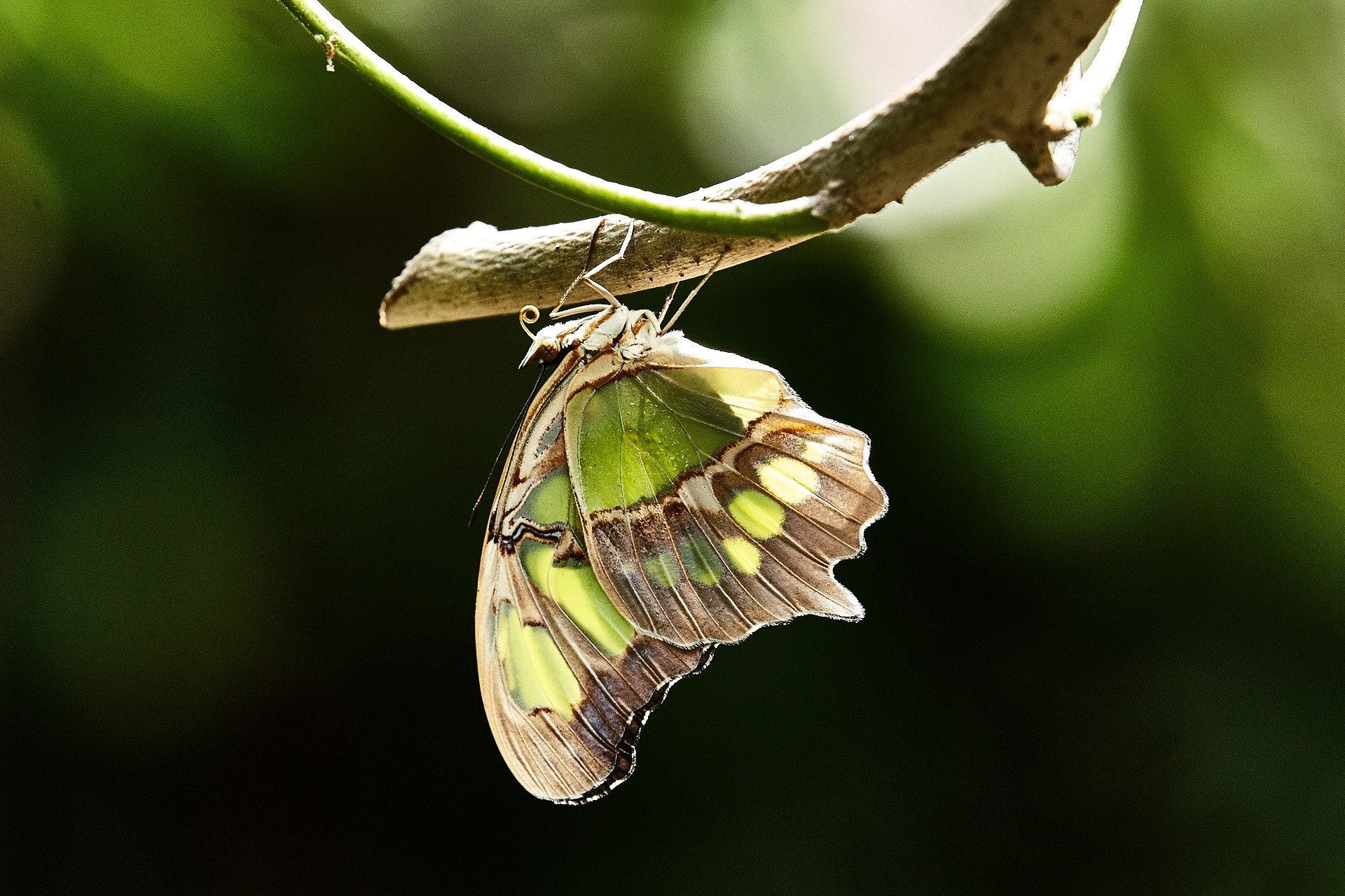 Tamron SP 70-200mm F2.8 Di VC USD sample photo. Butterfly photography