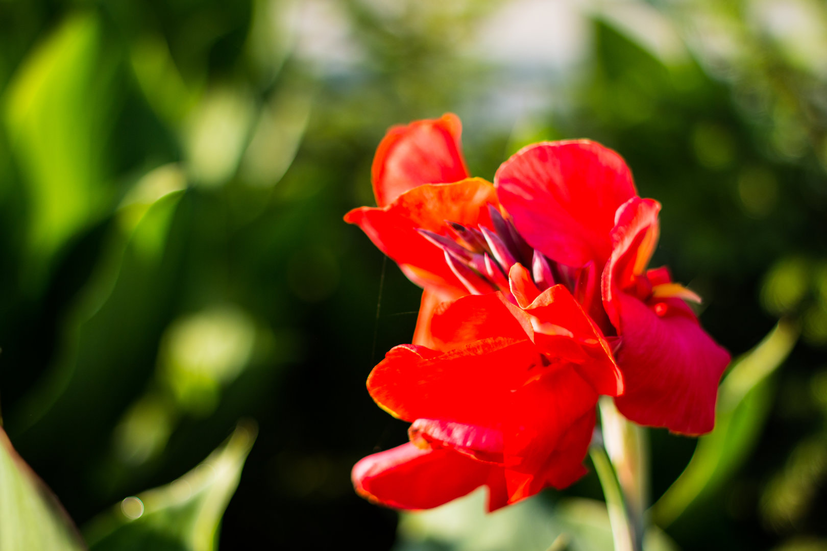 Canon EOS 70D + Canon EF 28-70mm f/3.5-4.5 sample photo. 美人蕉 photography