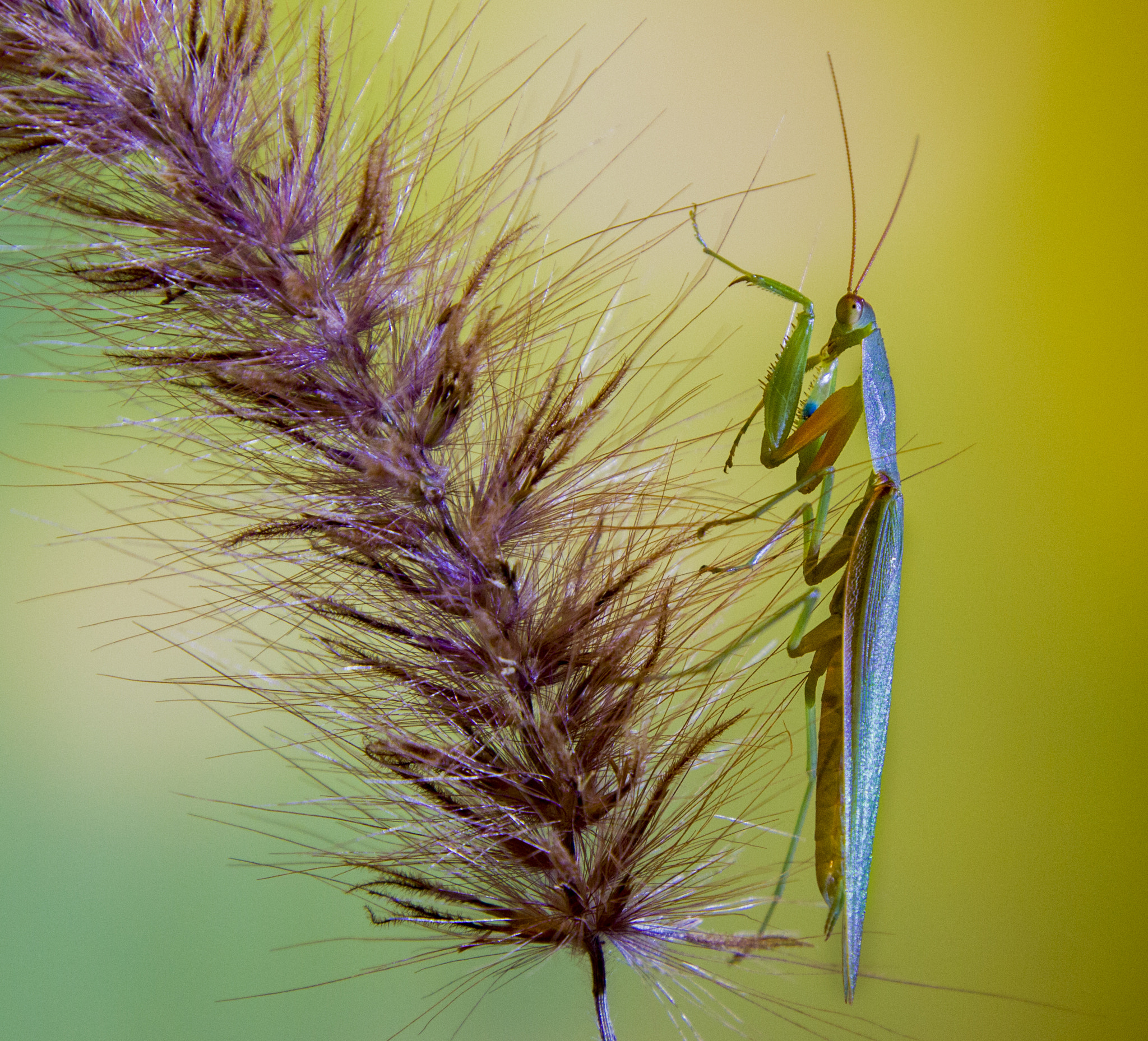 Canon EOS 550D (EOS Rebel T2i / EOS Kiss X4) sample photo. Mantis photography
