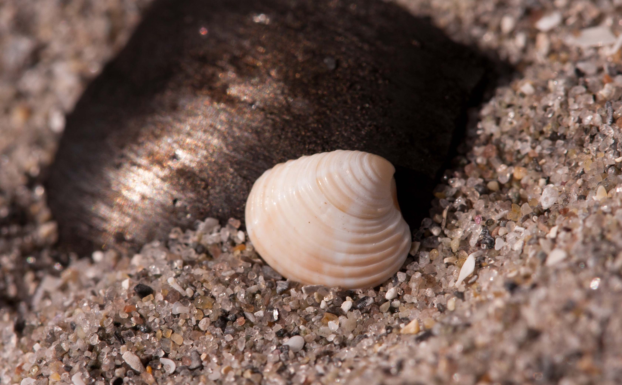 Canon EOS 40D + Canon EF 100mm F2.8 Macro USM sample photo. Shell on sand photography