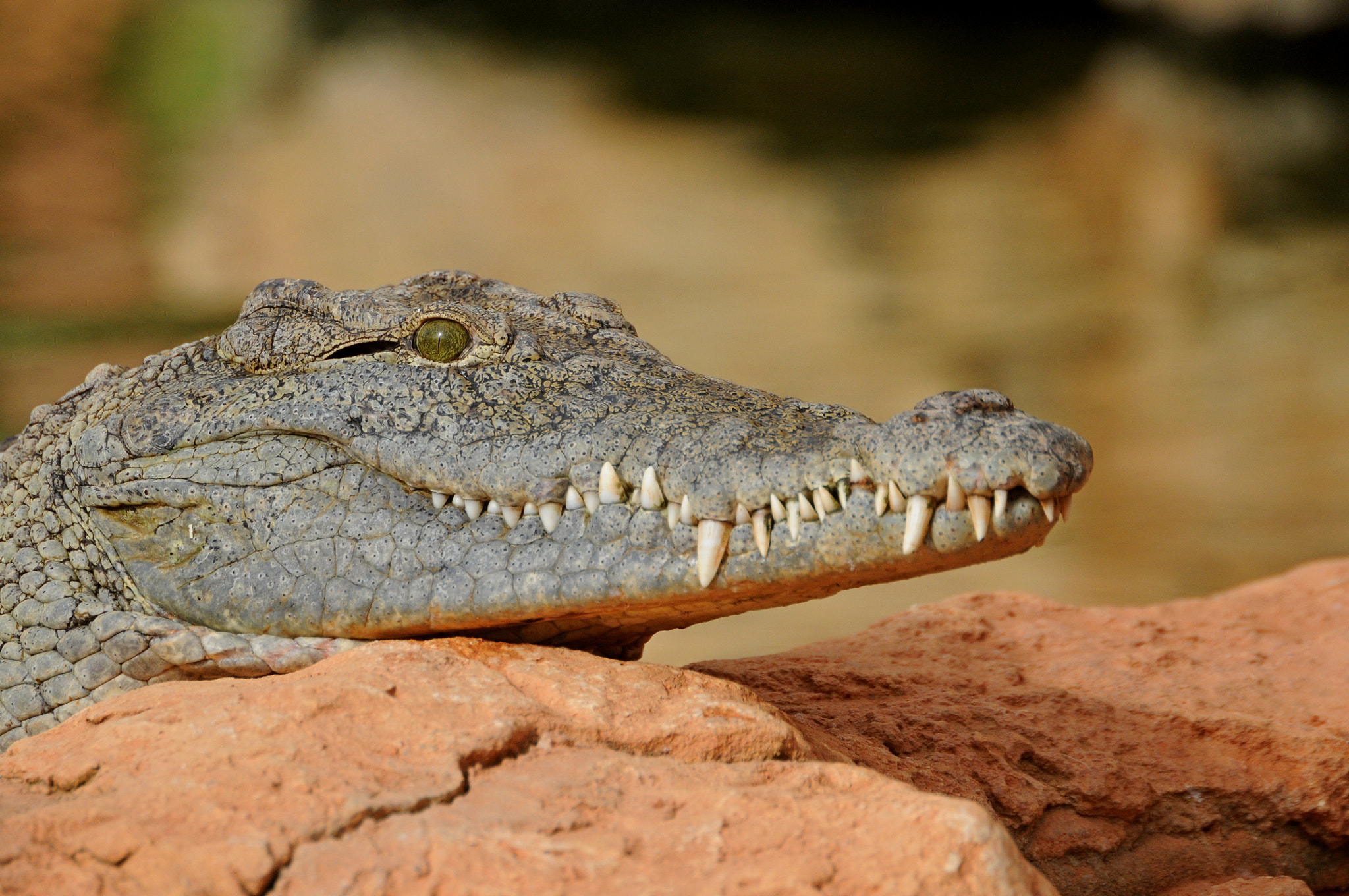 Nikon D300S + Sigma 135-400mm F4.5-5.6 APO Aspherical sample photo. Crocodilia photography