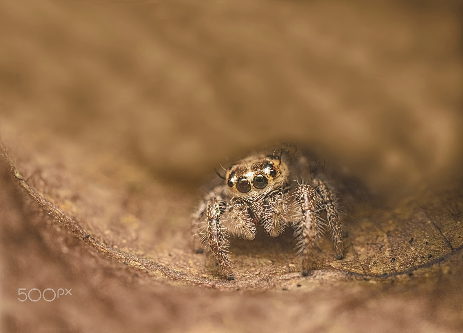 Nikon D7100 + Nikon AF Micro-Nikkor 60mm F2.8D sample photo. Jumping spider photography