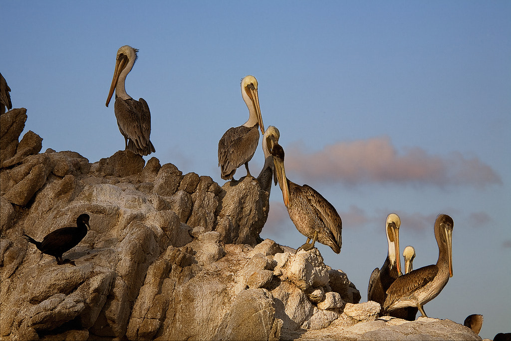 Canon EOS 5D + Canon EF 70-300mm F4-5.6 IS USM sample photo. Point lobos pelicans photography
