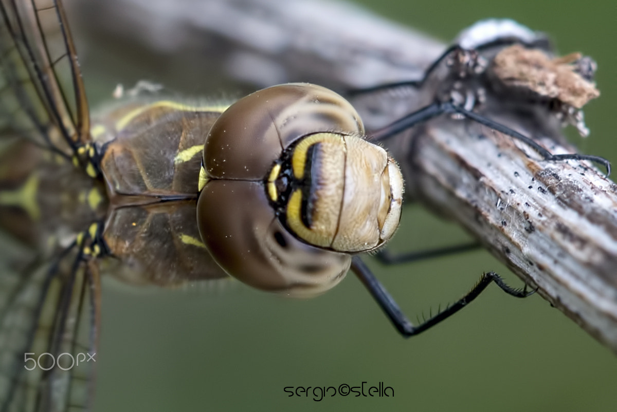 Nikon D610 + Sigma 150mm F2.8 EX DG Macro HSM sample photo. Cucù_________ photography