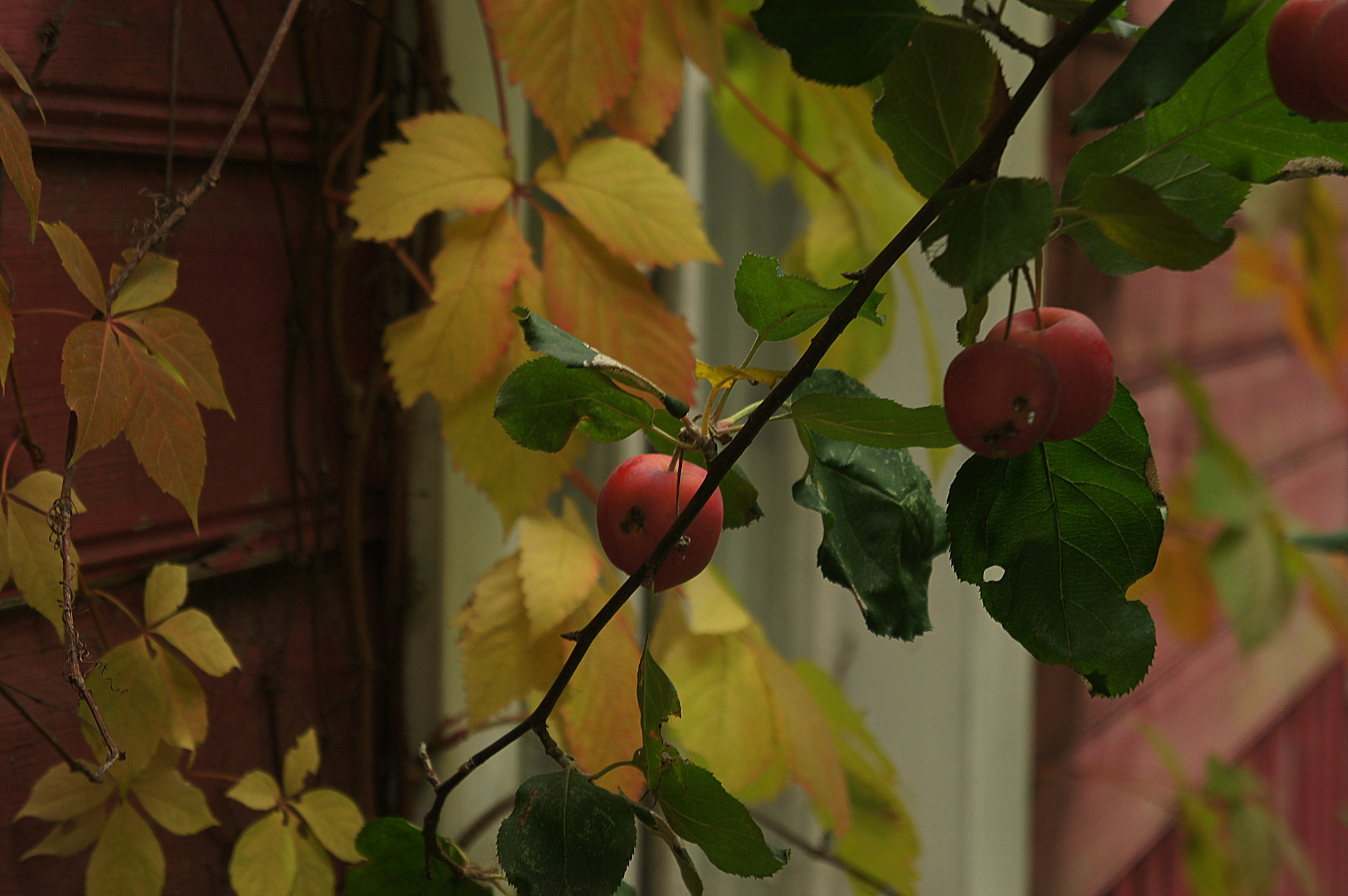 Sony Alpha NEX-C3 sample photo. Provincial september photography