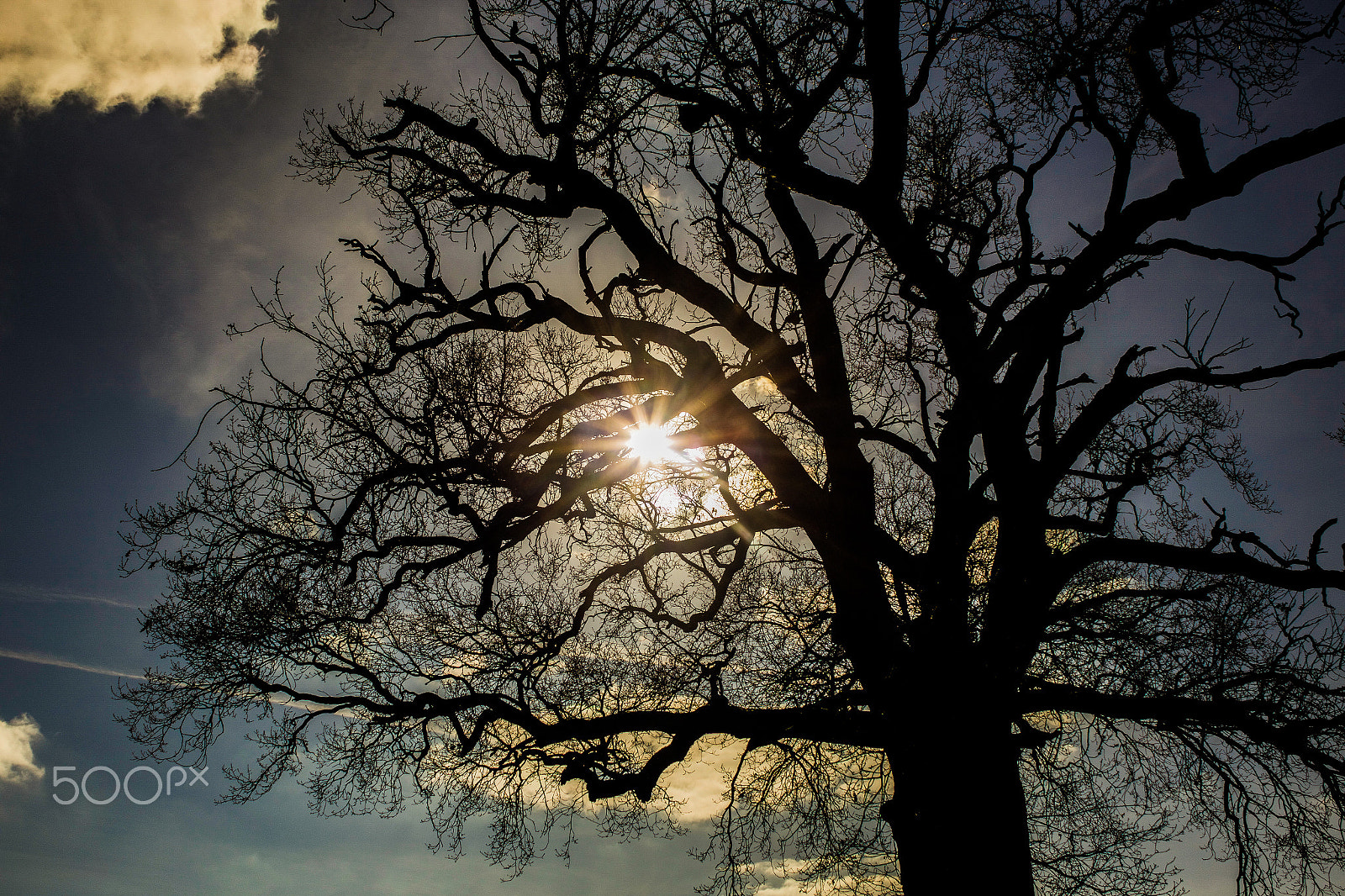 Canon EOS 6D + Canon EF 28-80mm f/3.5-5.6 sample photo. Rays in the tree photography