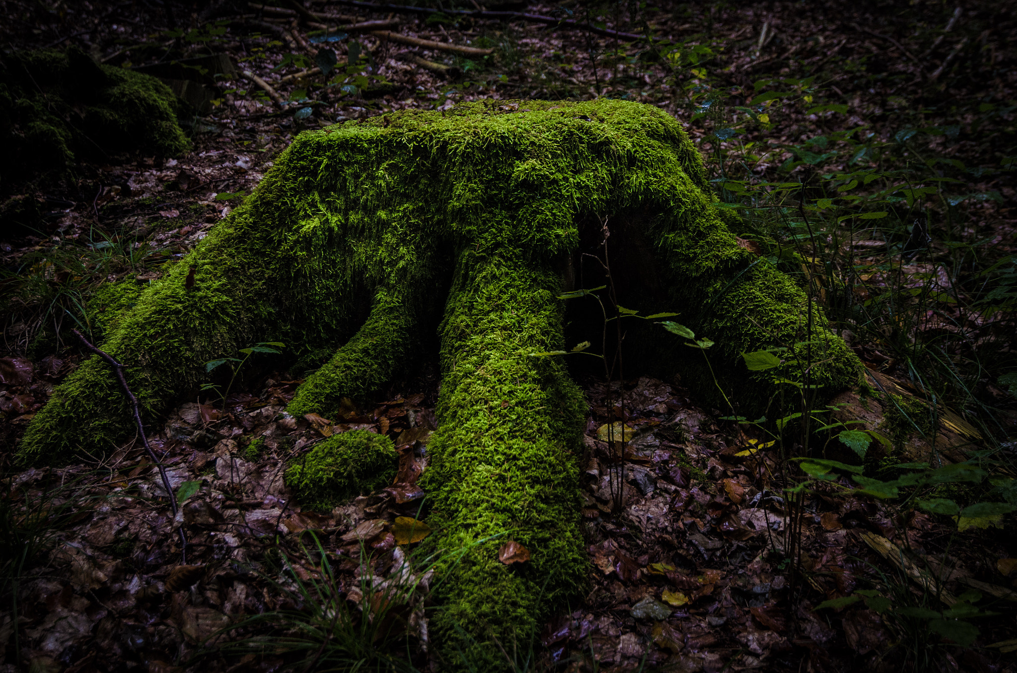 Tokina AT-X Pro 12-24mm F4 (IF) DX sample photo. Forest iii photography