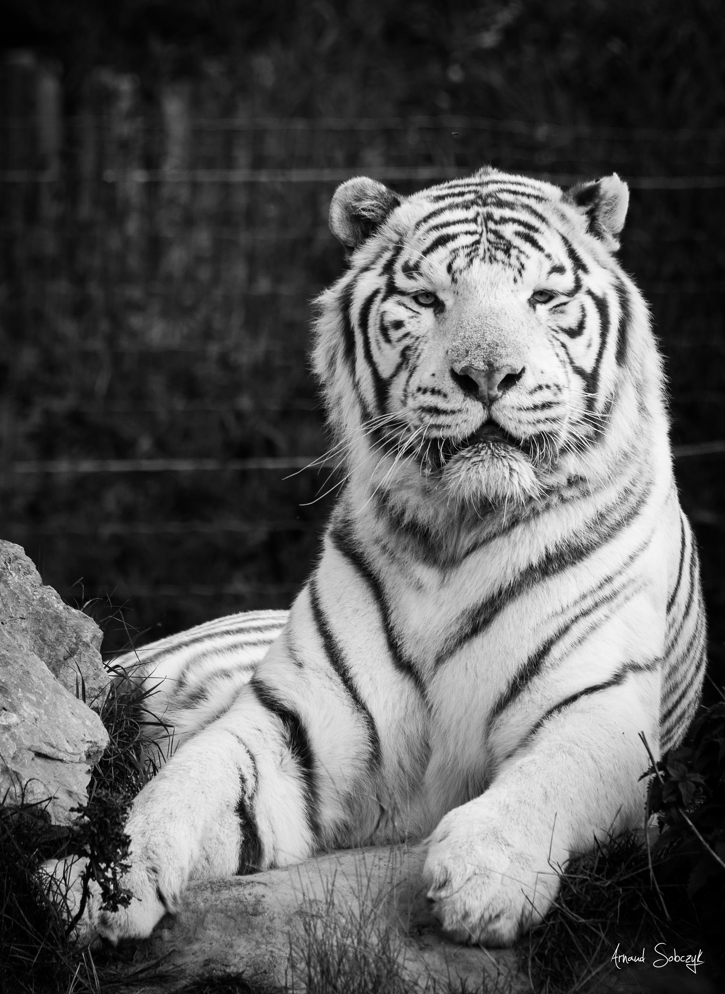 Sigma 120-400mm F4.5-5.6 DG OS HSM sample photo. White tiger photography