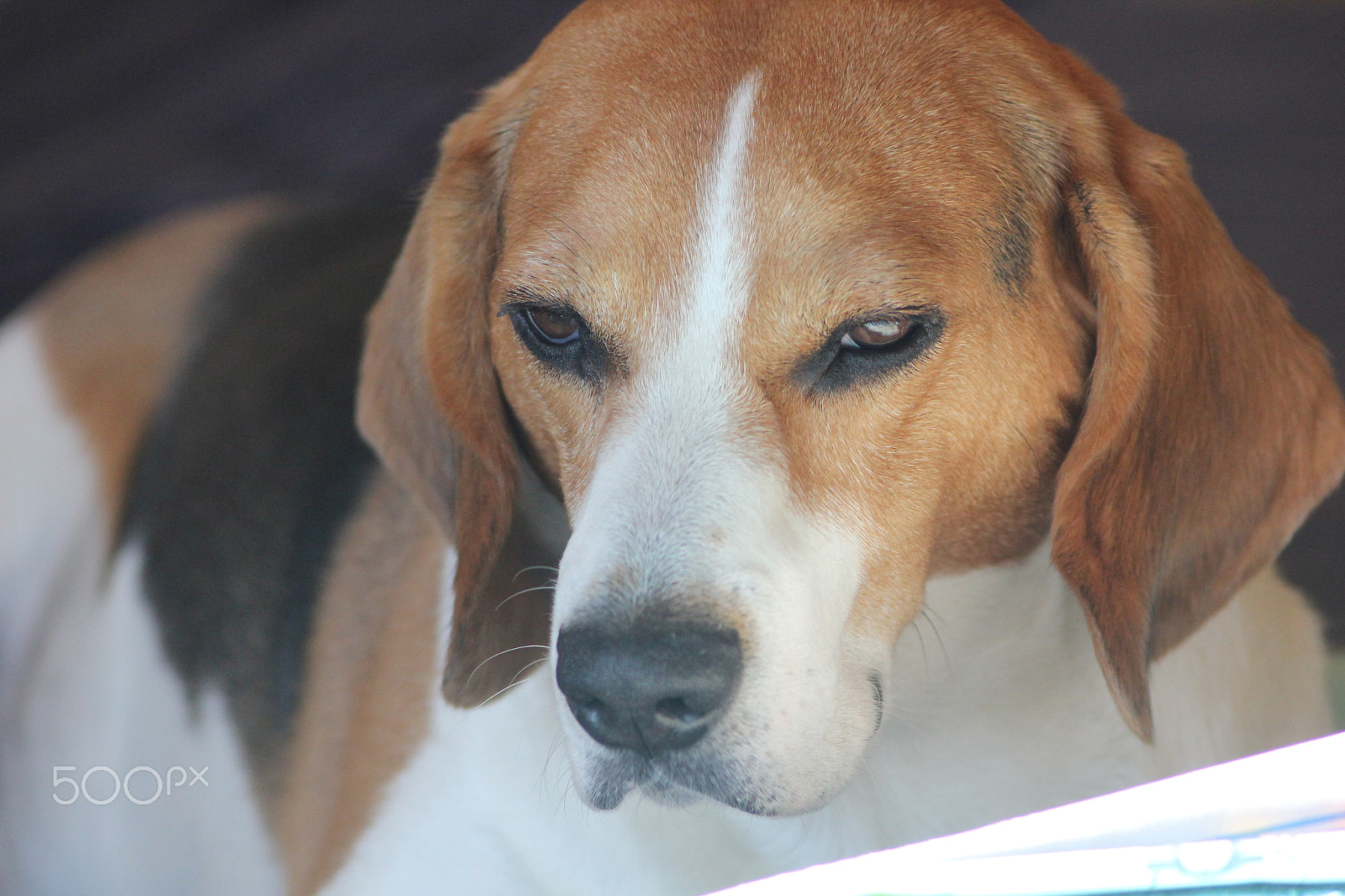 Sigma 70-300mm F4-5.6 APO DG Macro sample photo. Pancho plaza beagle portrait photography