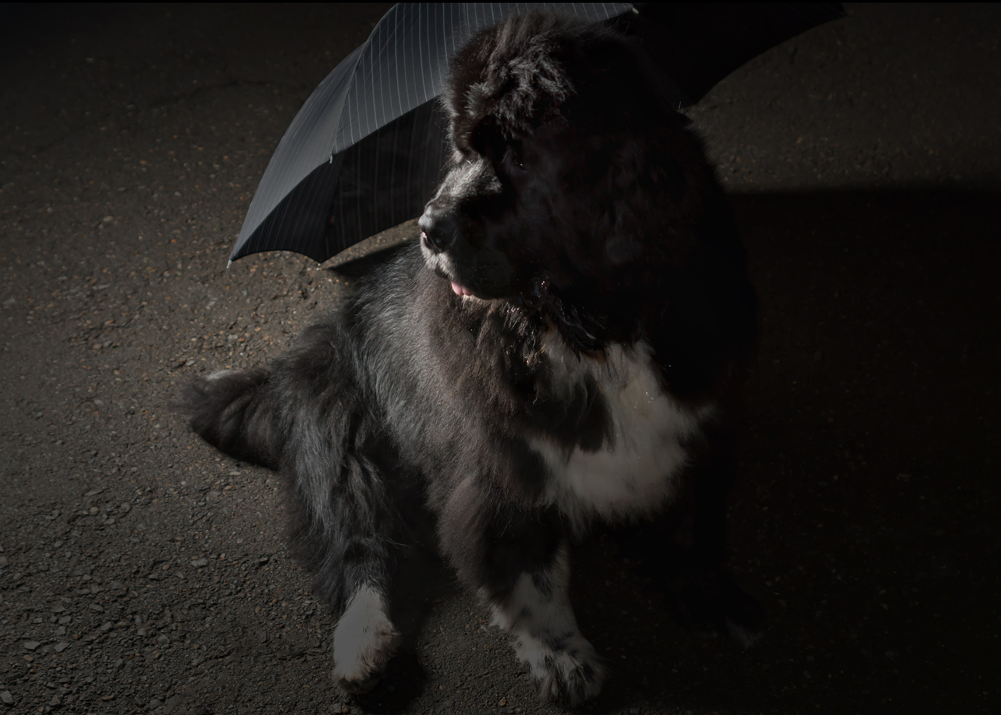Sony SLT-A77 sample photo. Umbrelladog photography