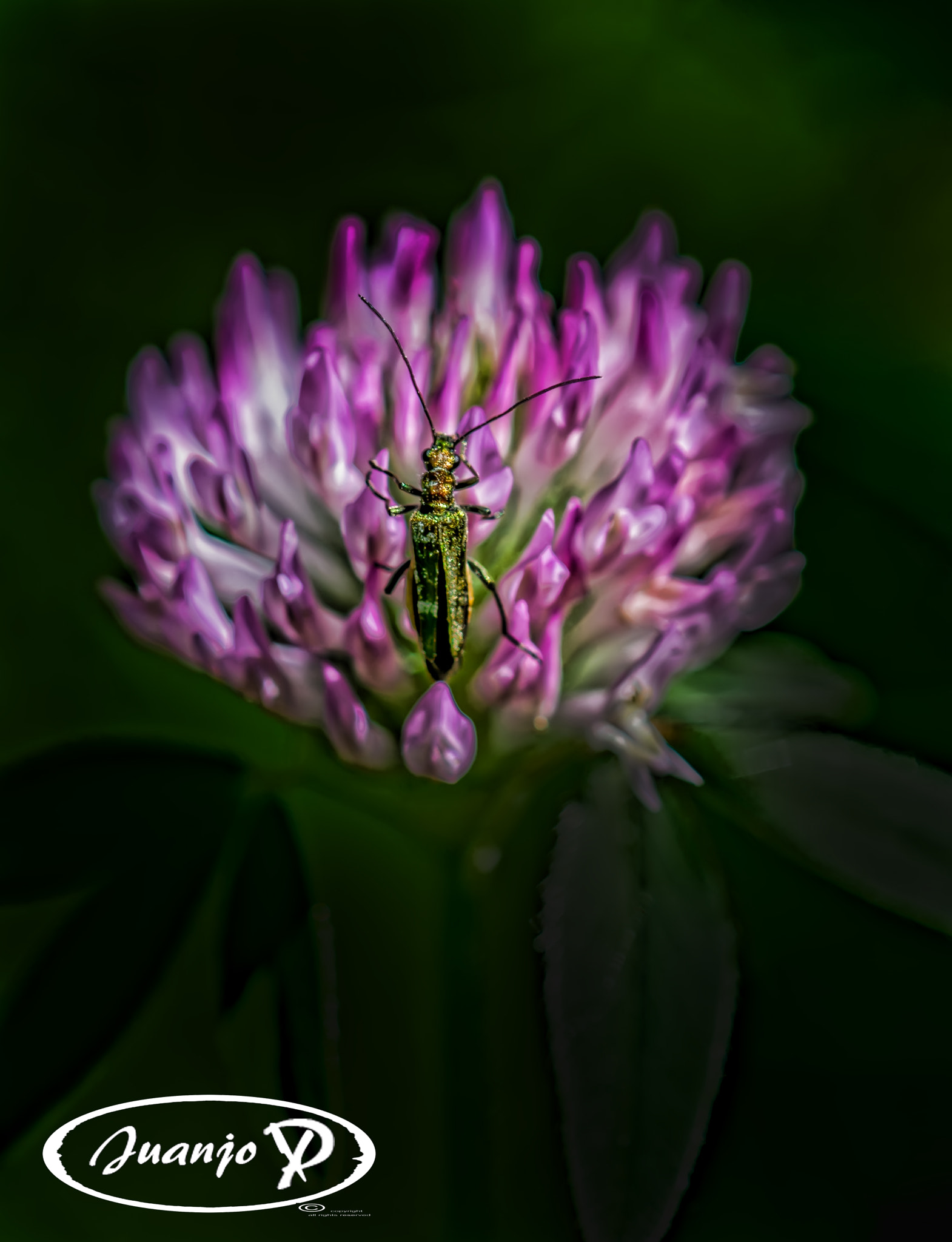 Sigma APO Tele Macro 300mm F4 sample photo. Insepto photography