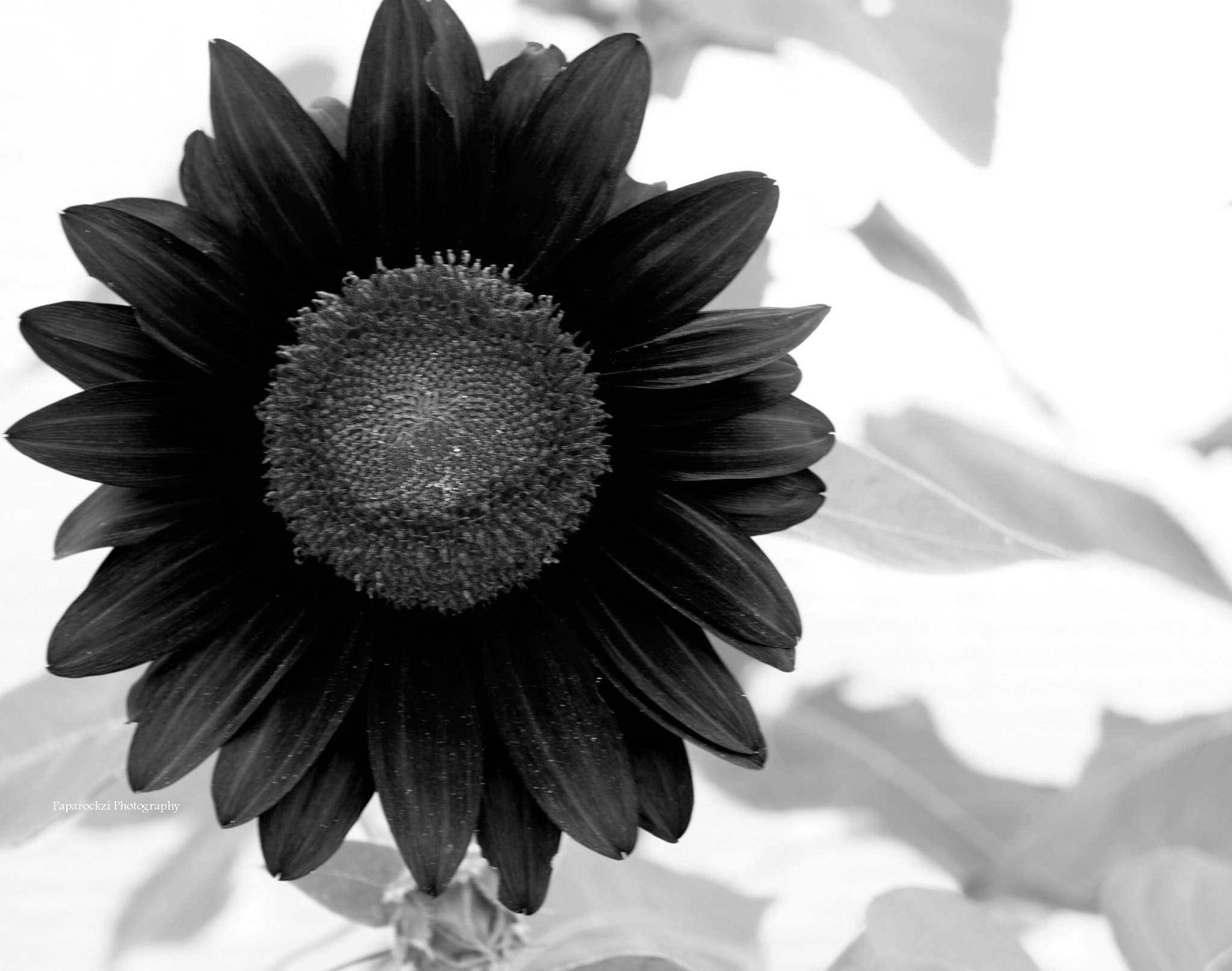 Sony Alpha a3000 + Tamron 18-200mm F3.5-6.3 Di III VC sample photo. Reversed sunflower. photography