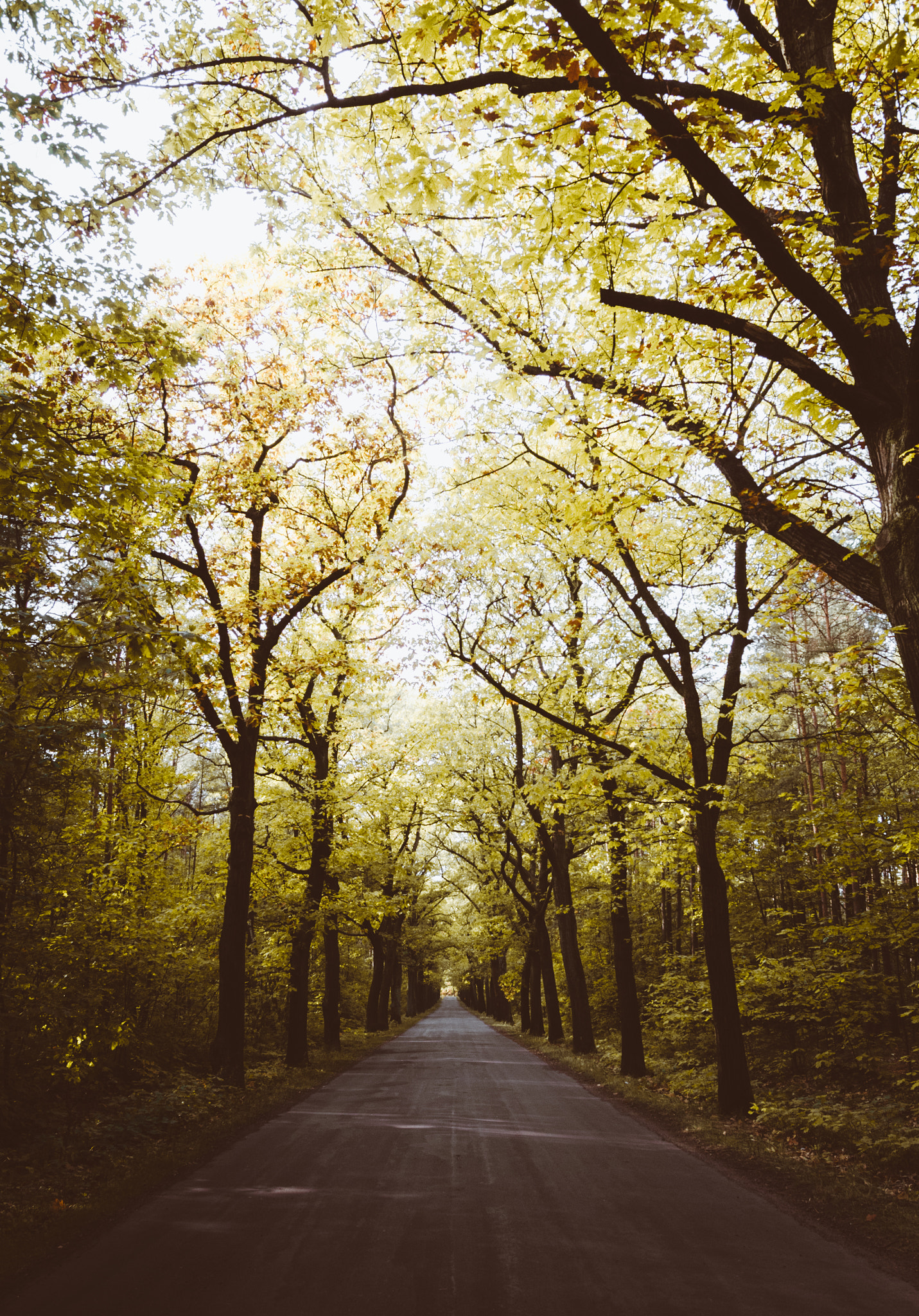 Nikon D5100 + Sigma 18-35mm F1.8 DC HSM Art sample photo. Autumn roads photography