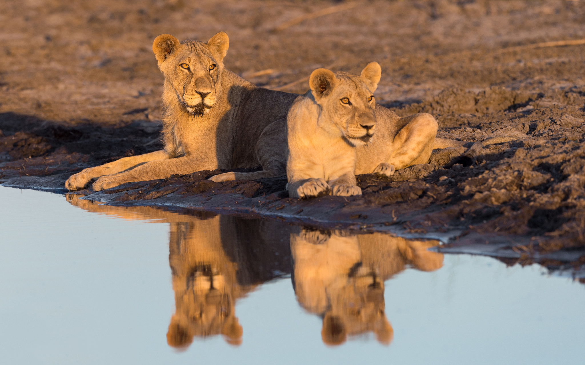 Nikon D4S + Nikon AF-S Nikkor 400mm F2.8E FL ED VR sample photo. Golden hour thirst (2) photography