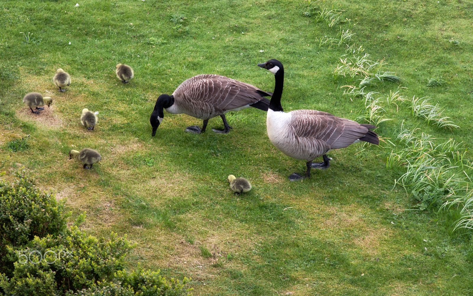 Canon EF 100-300mm f/5.6 sample photo. Goslings with parents eating photography
