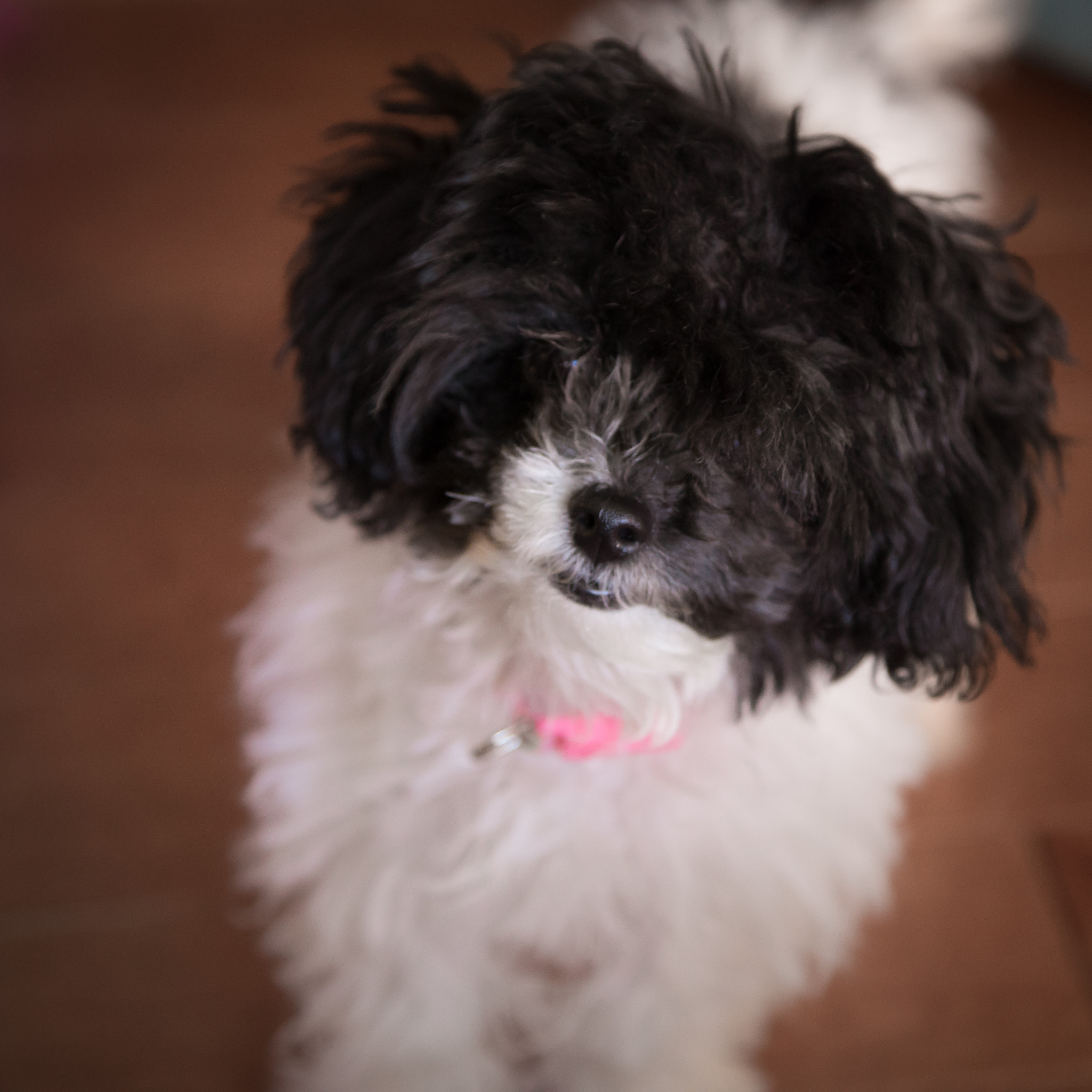 Sony a7R + Canon EF 24-105mm F4L IS USM sample photo. Who are looking at? photography
