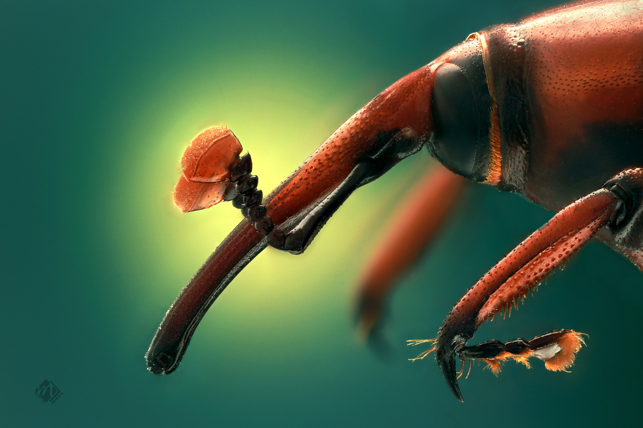 Canon MP-E 65mm F2.5 1-5x Macro Photo sample photo. Rhynchophorus ferrugineus photography