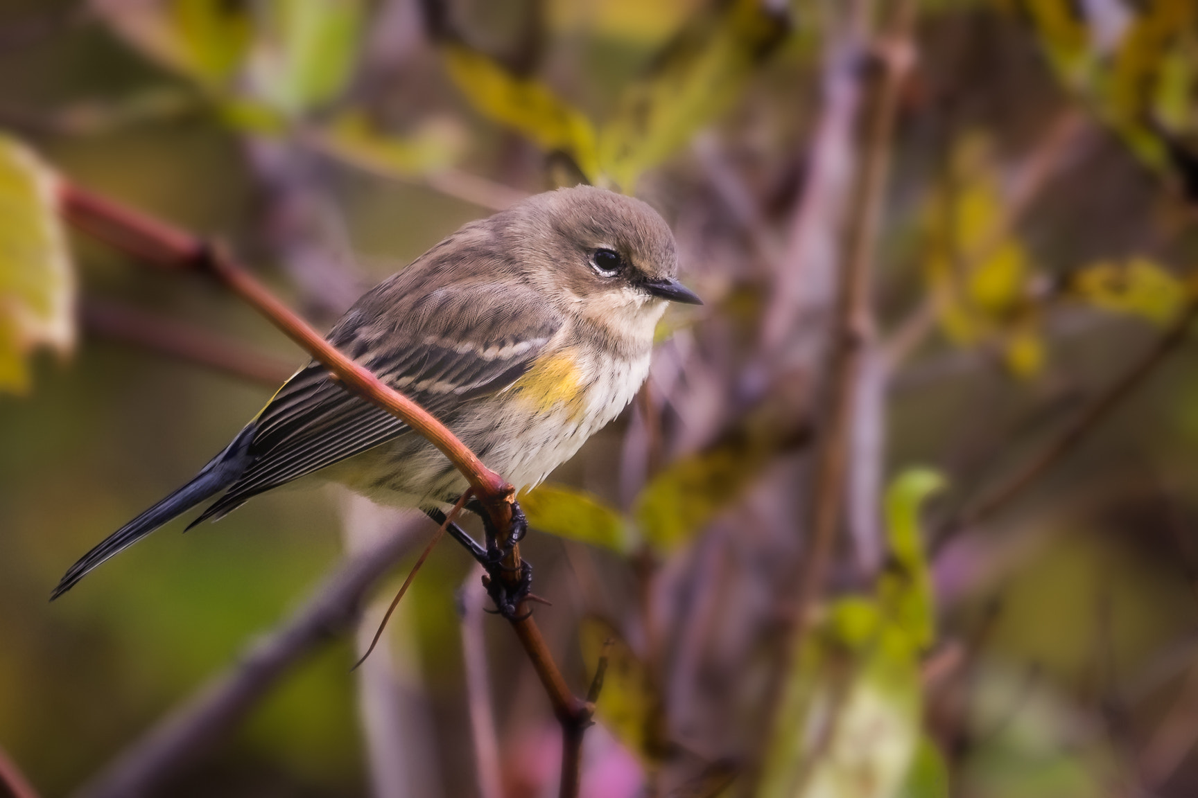 Canon EOS 7D Mark II + Canon EF 100-400mm F4.5-5.6L IS USM sample photo. Contemplation photography