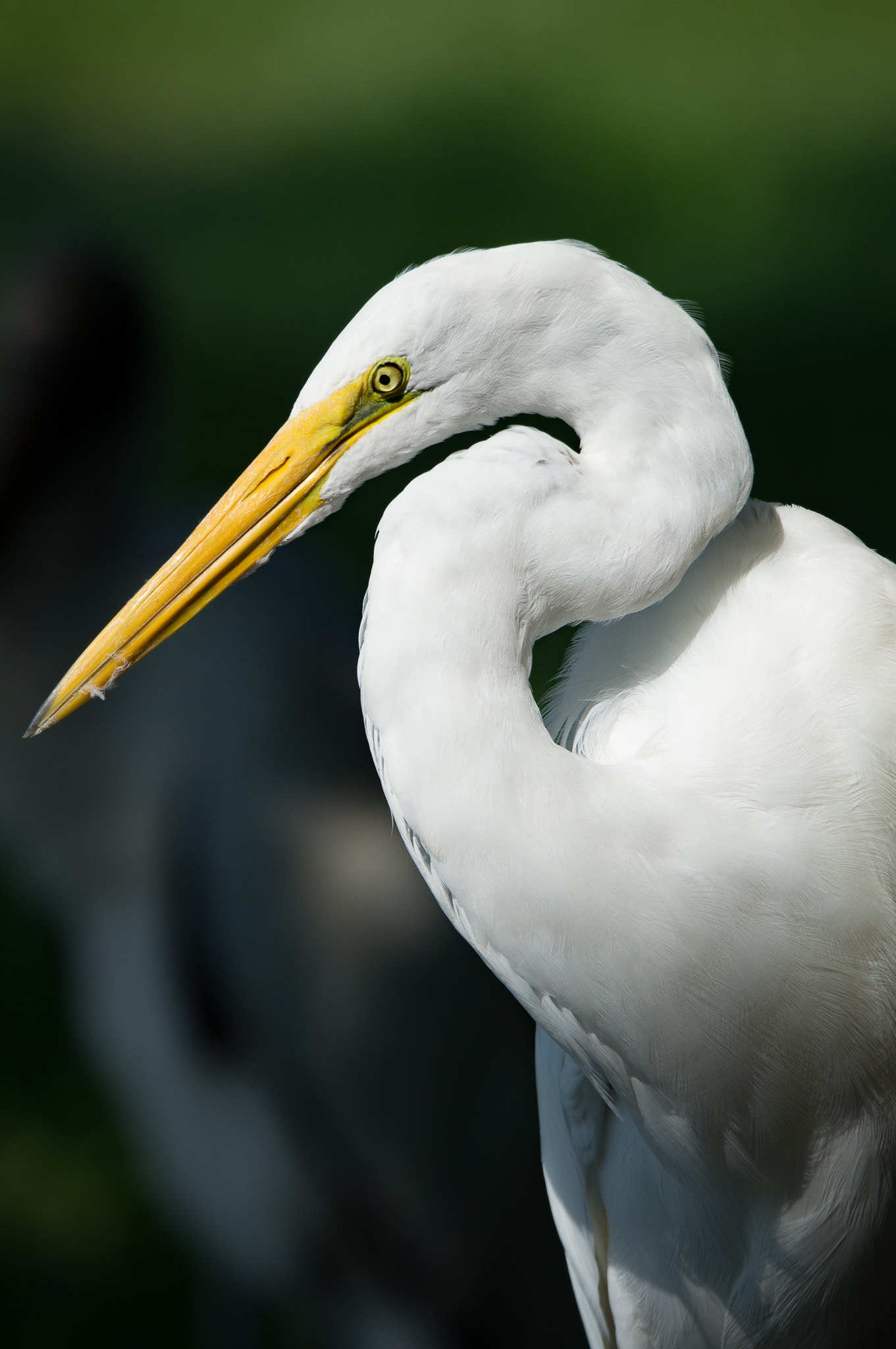 Sony SLT-A57 + Tamron SP 150-600mm F5-6.3 Di VC USD sample photo. White egret in sunlight photography