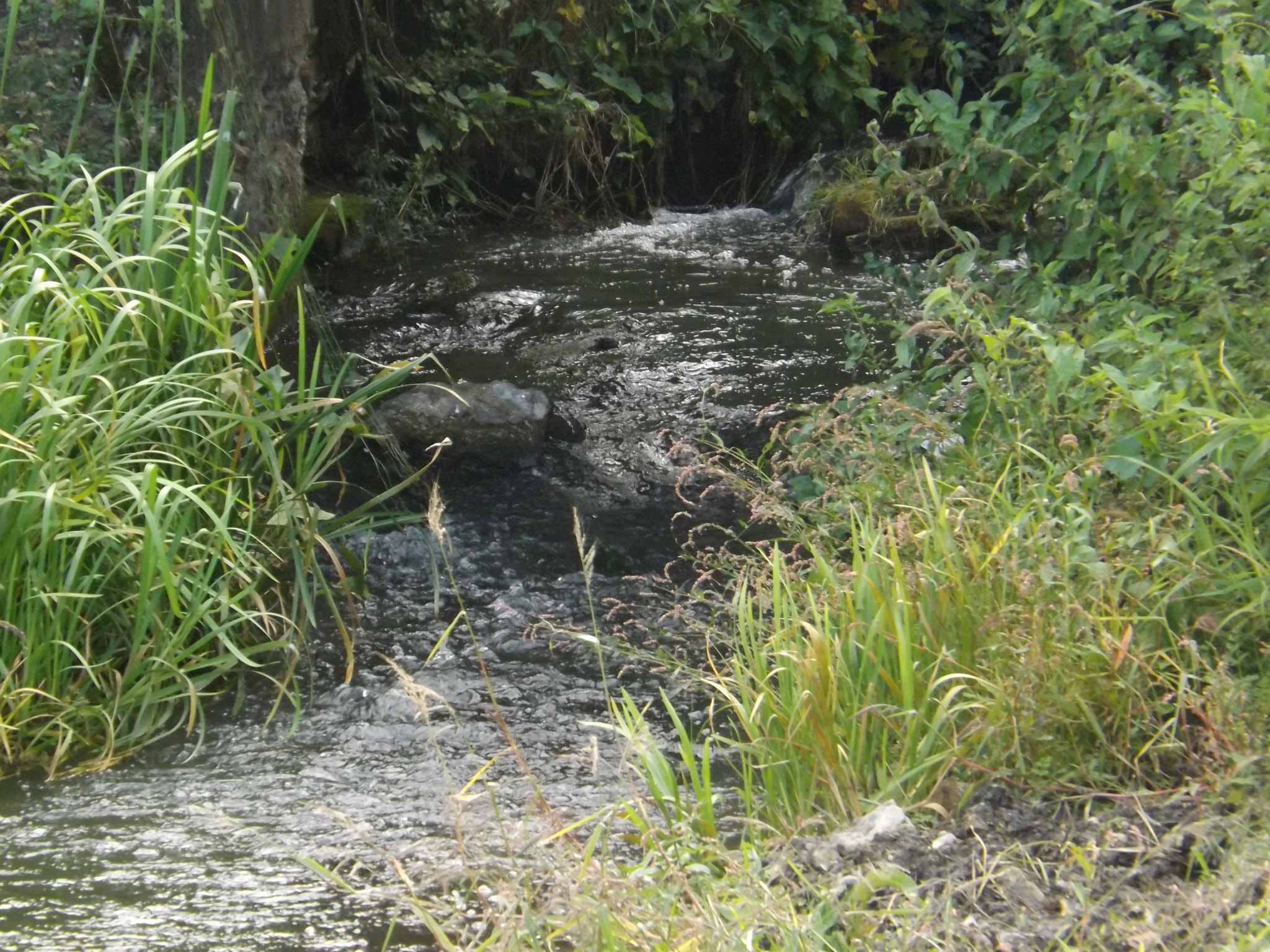 Fujifilm FinePix SL300 sample photo. Crni kanal photography