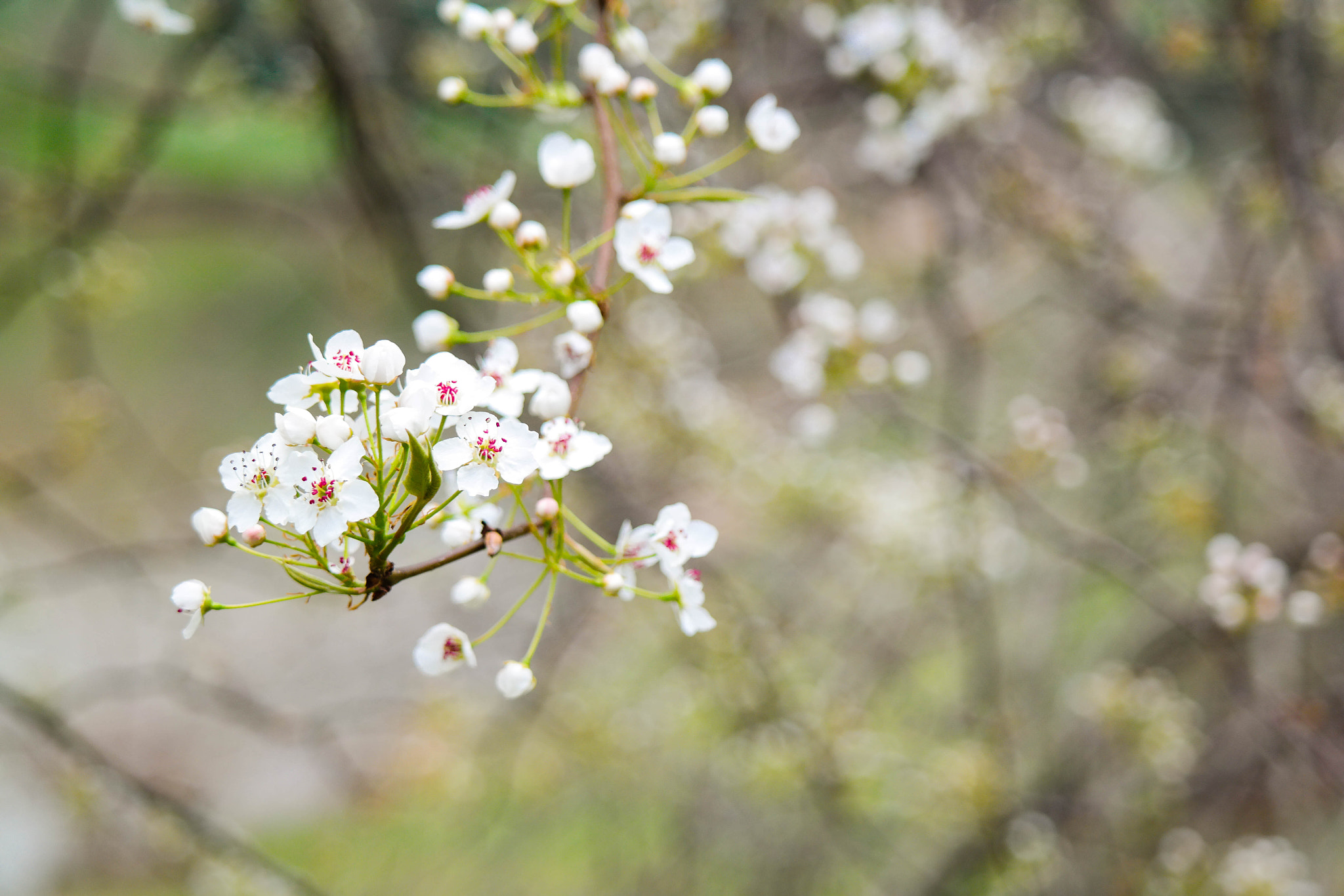 Samsung NX30 + NX 50-200mm F4-5.6 sample photo. Flower community photography