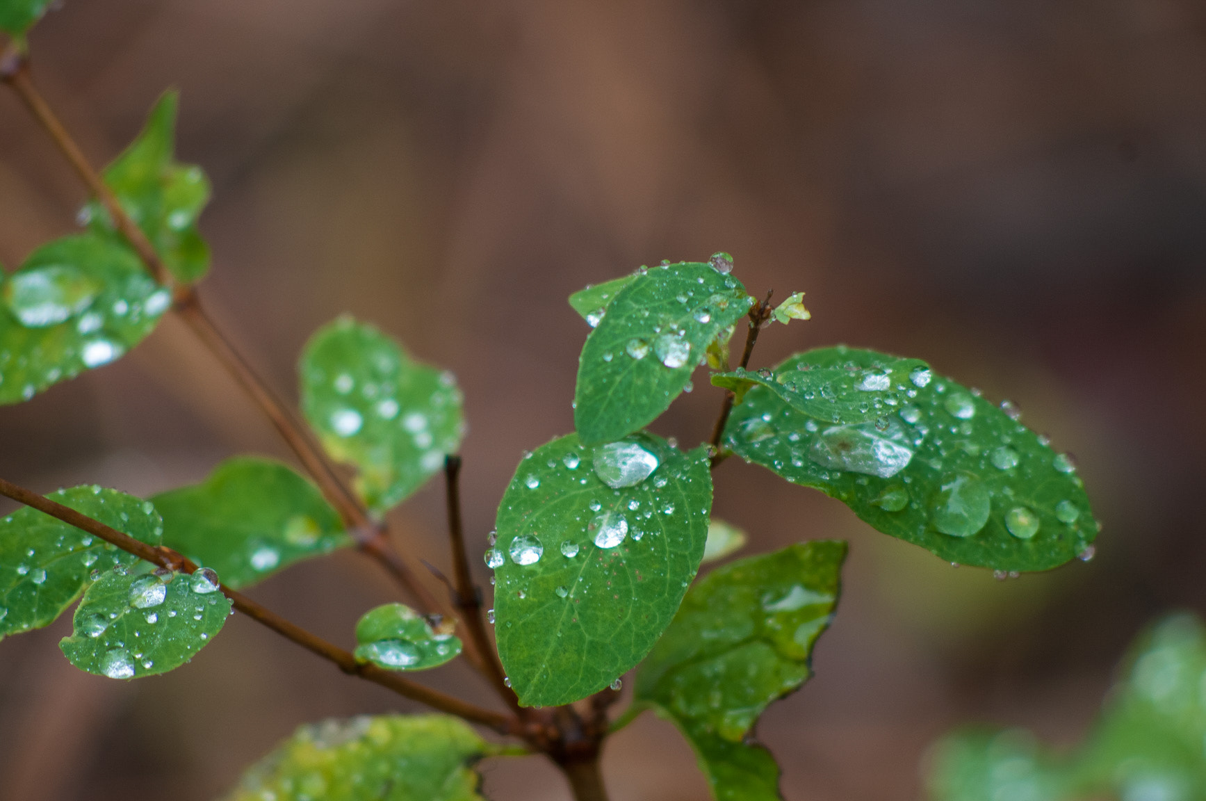 Nikon D300 + AF Nikkor 70-210mm f/4-5.6D sample photo. After the rain photography