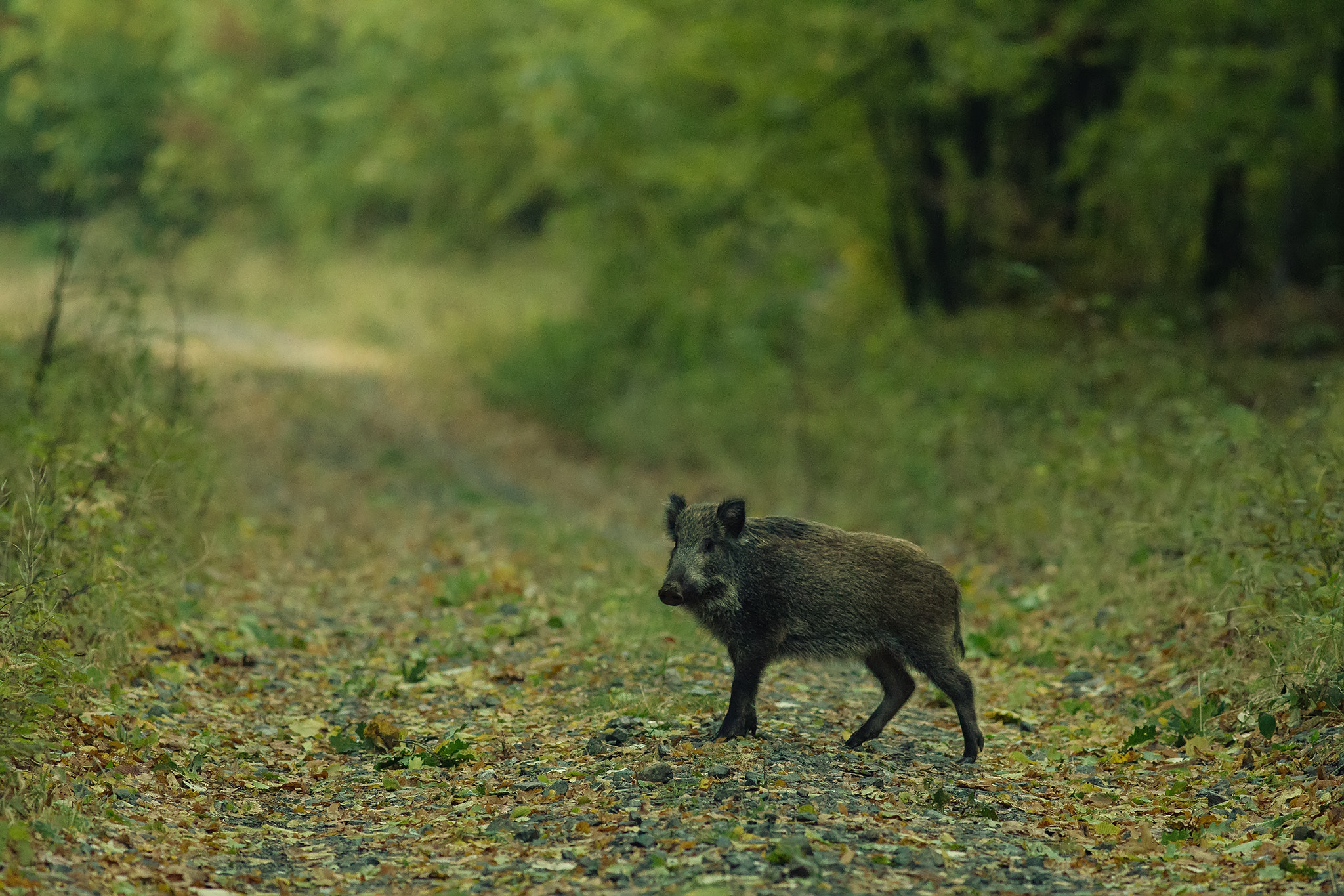Canon EOS 6D + Canon EF 400mm F5.6L USM sample photo. Wild boar photography