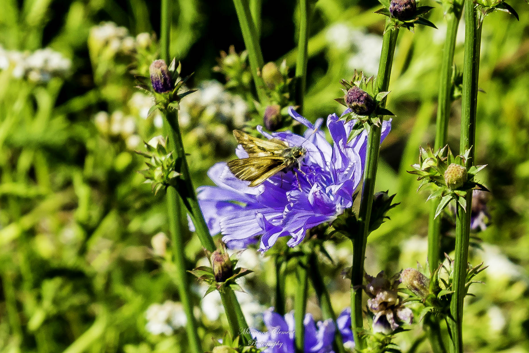 Canon EF-S 17-85mm F4-5.6 IS USM sample photo. Wildflowers and a butterfly photography