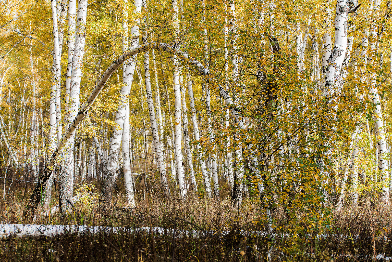 Sigma 105mm F2.8 EX DG OS HSM sample photo. Silver birches in autumn forest photography
