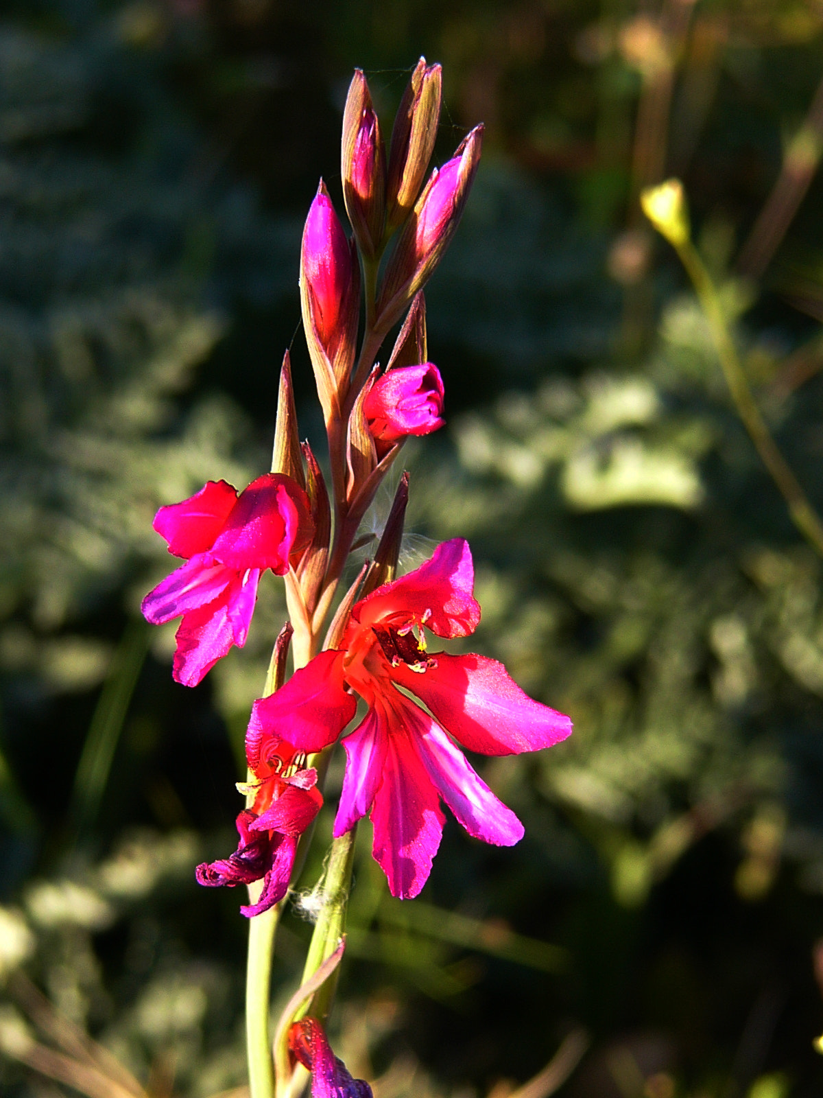 Panasonic DMC-FZ1 sample photo. Wild flower photography