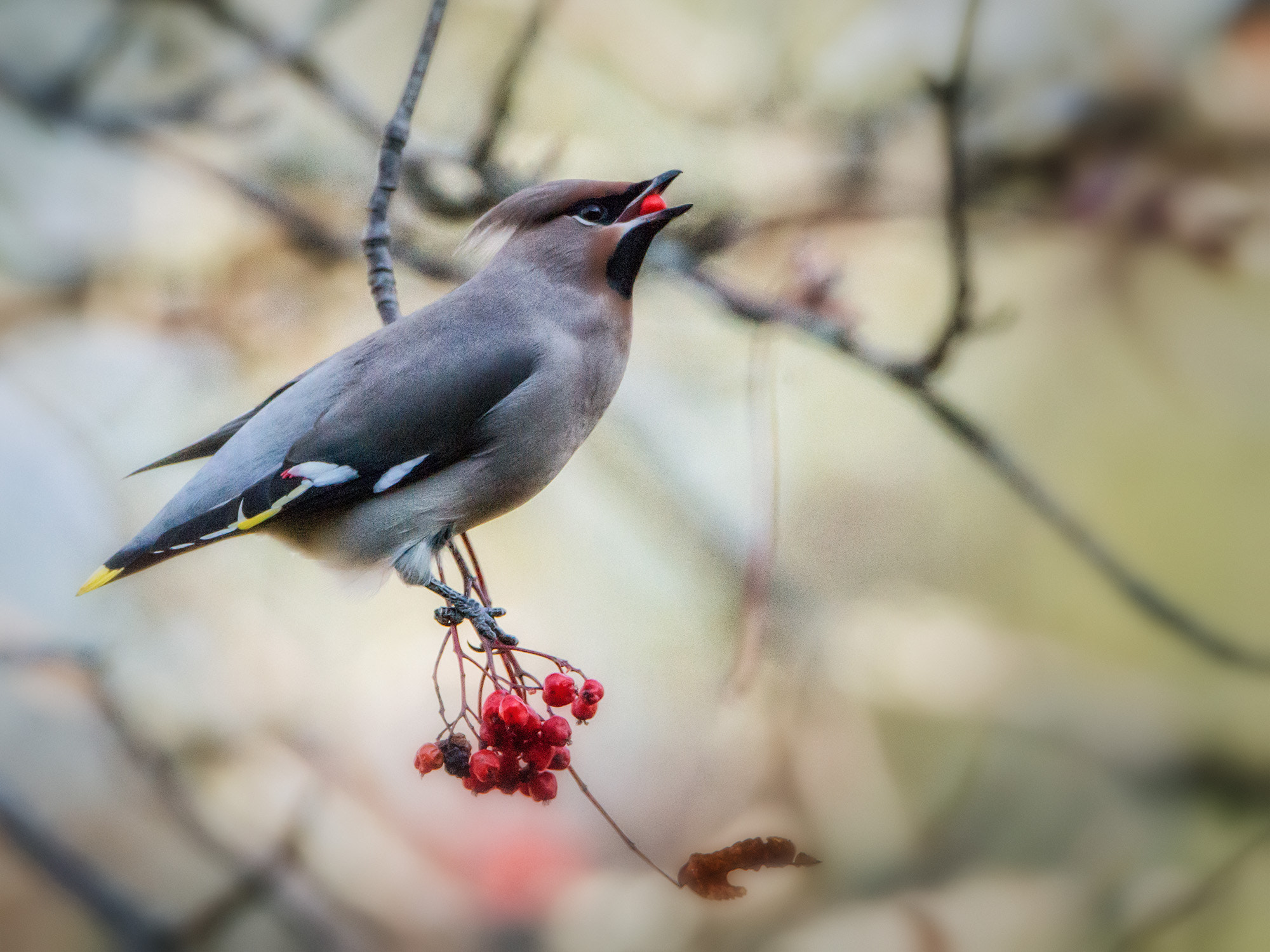 Sony a99 II sample photo. Waxwing #007 photography