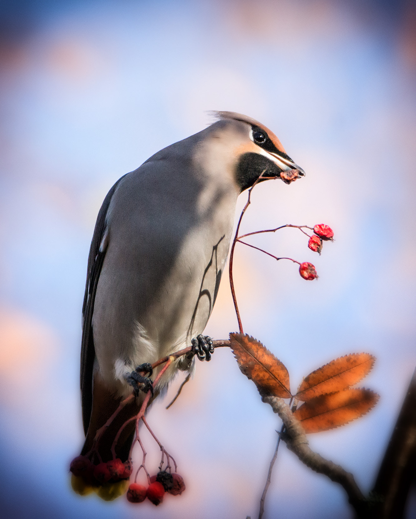 Sony a99 II sample photo. Waxwing #006 photography