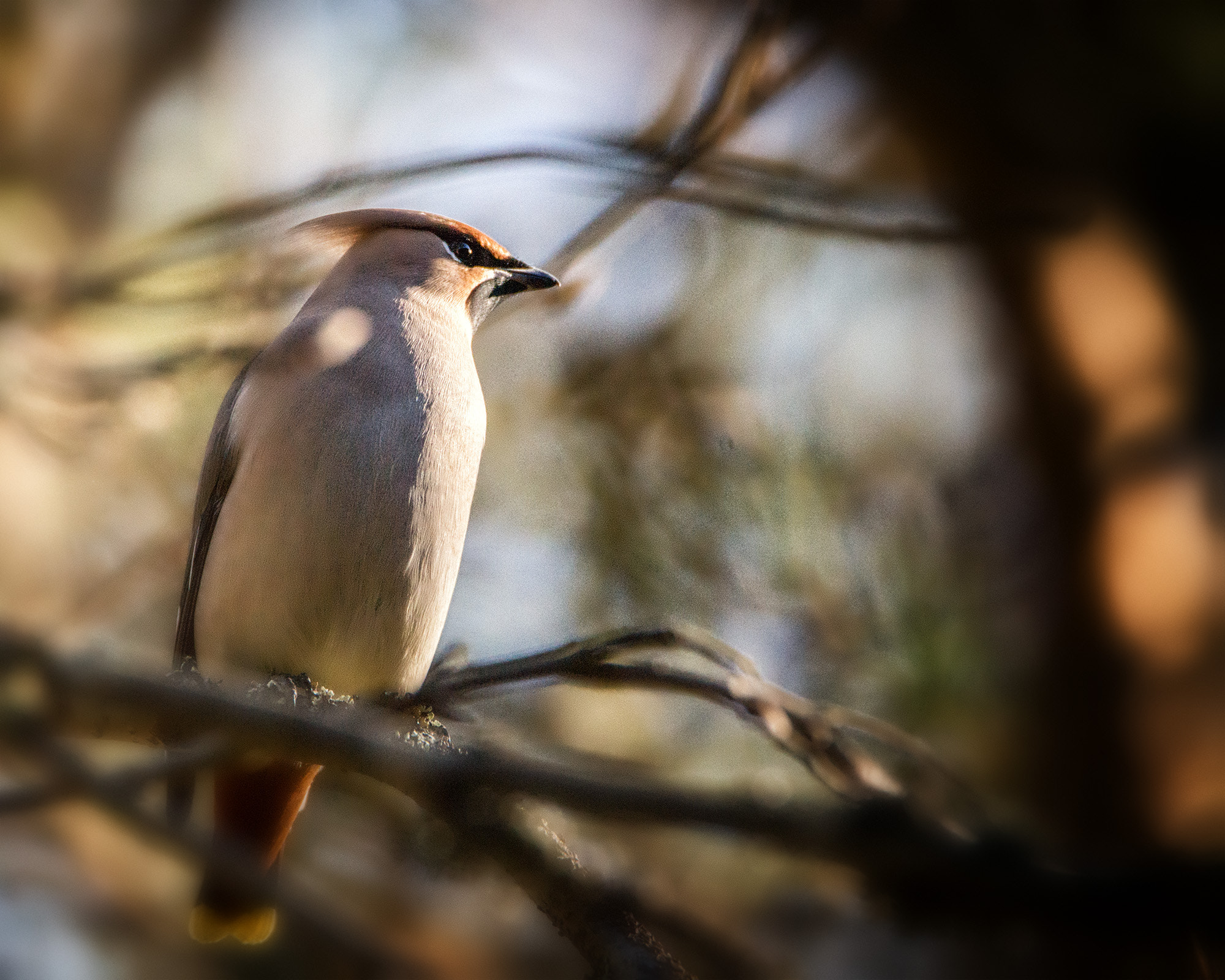 Sony a99 II + Tamron SP 150-600mm F5-6.3 Di VC USD sample photo. Waxwing #004 photography