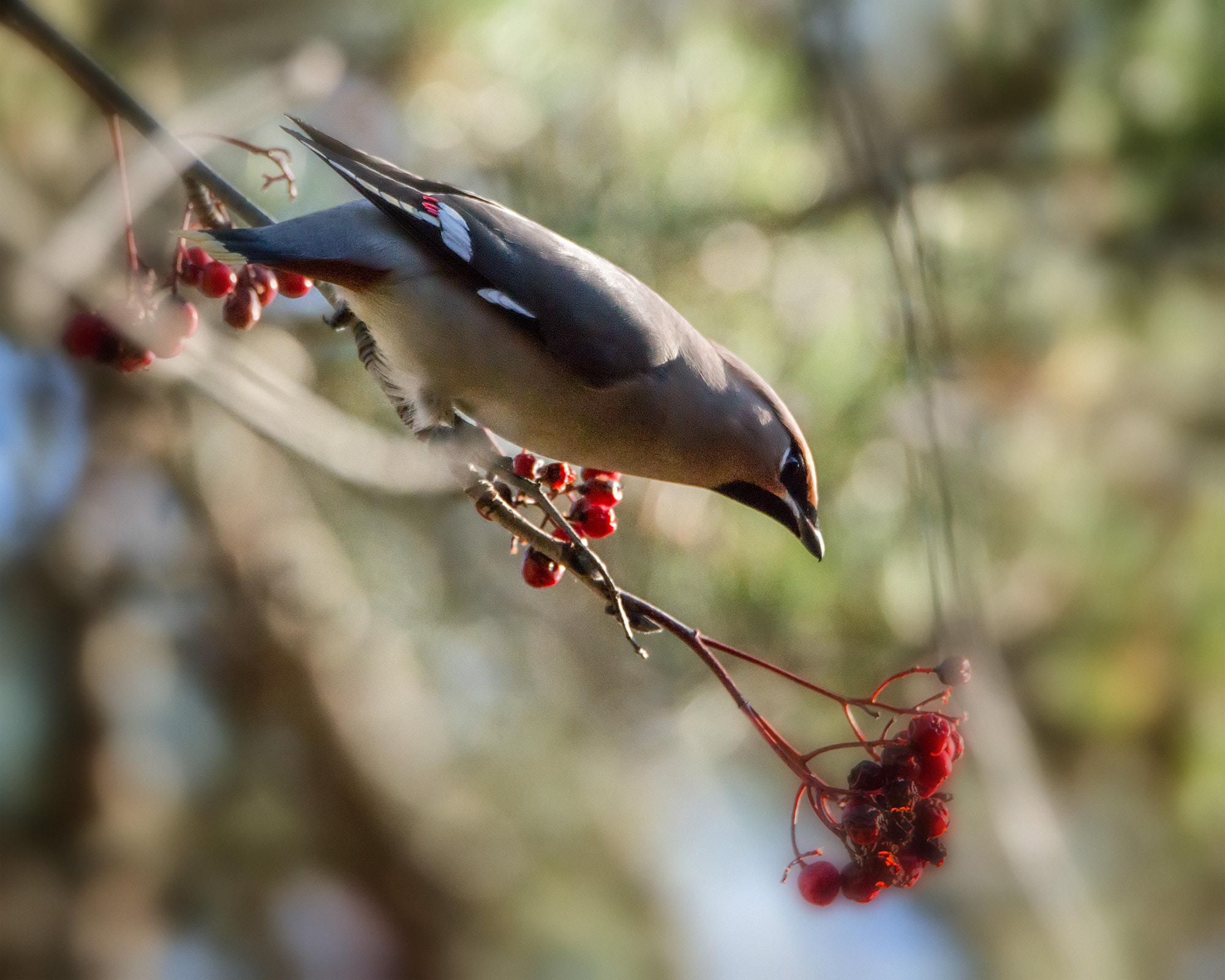 Sony a99 II sample photo. Waxwing #003 photography