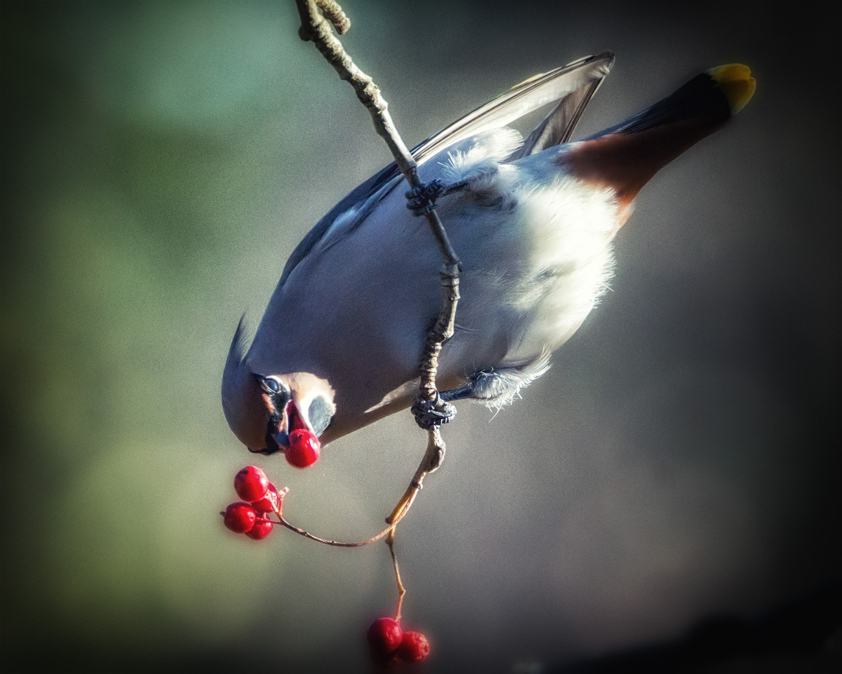 Sony a99 II sample photo. Waxwing #002 photography