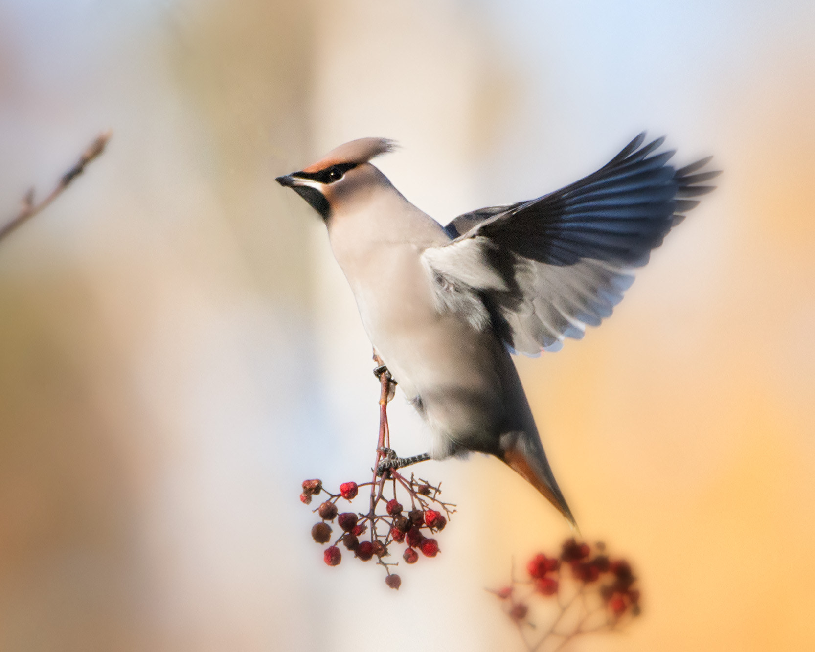 Sony a99 II sample photo. Waxwing #001 photography