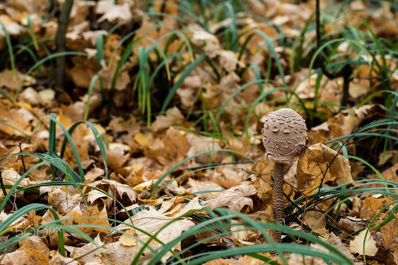 Sigma 105mm F2.8 EX DG OS HSM sample photo. Small mushroom umbrella photography